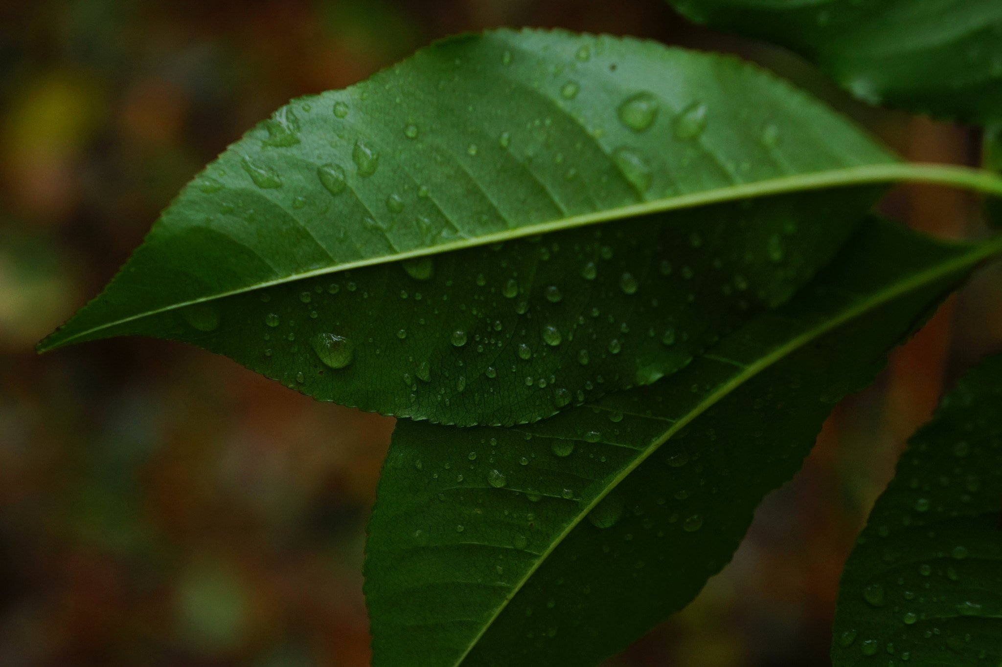 Sony E 18-55mm F3.5-5.6 OSS sample photo. Forest photography