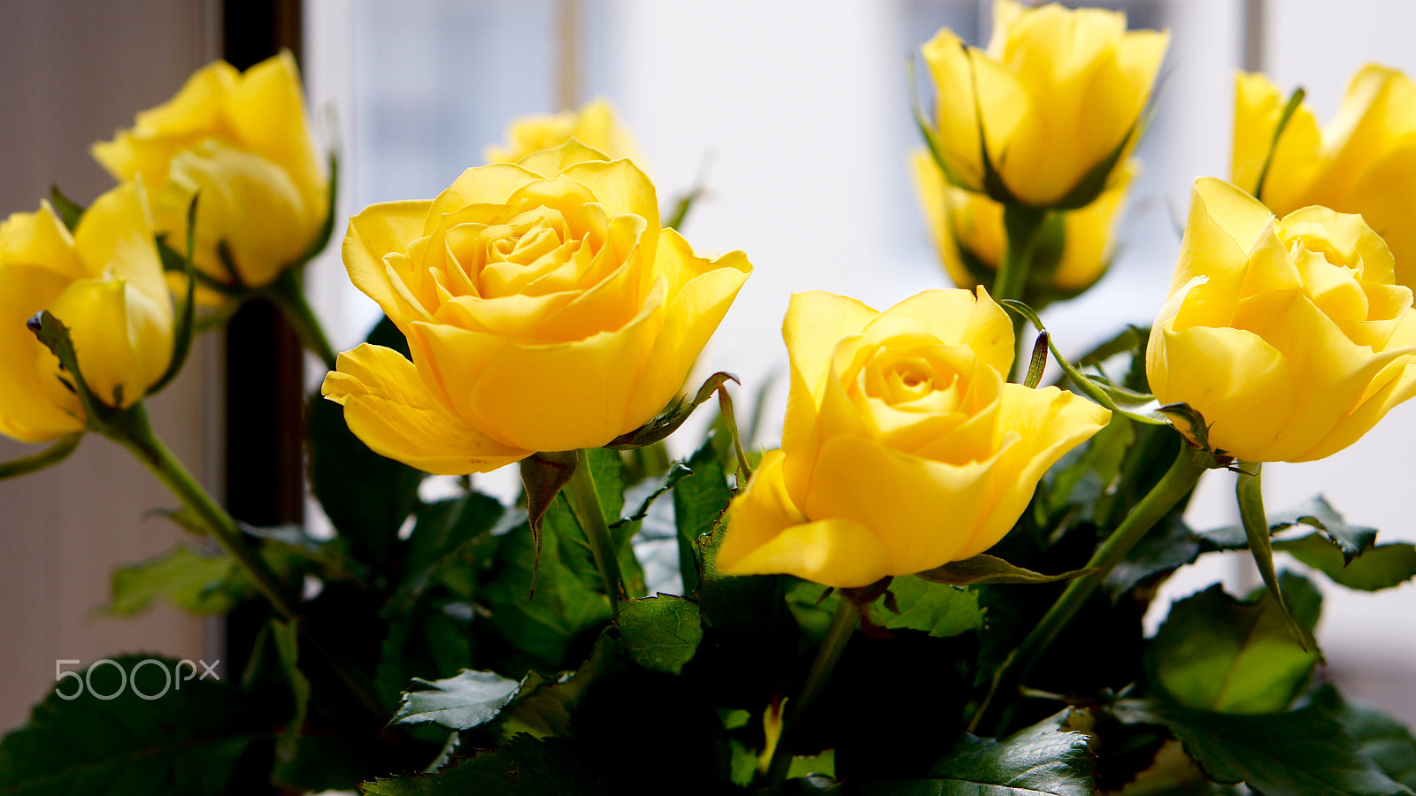 Sony Alpha NEX-7 + Sony E 50mm F1.8 OSS sample photo. Light in yellow roses photography