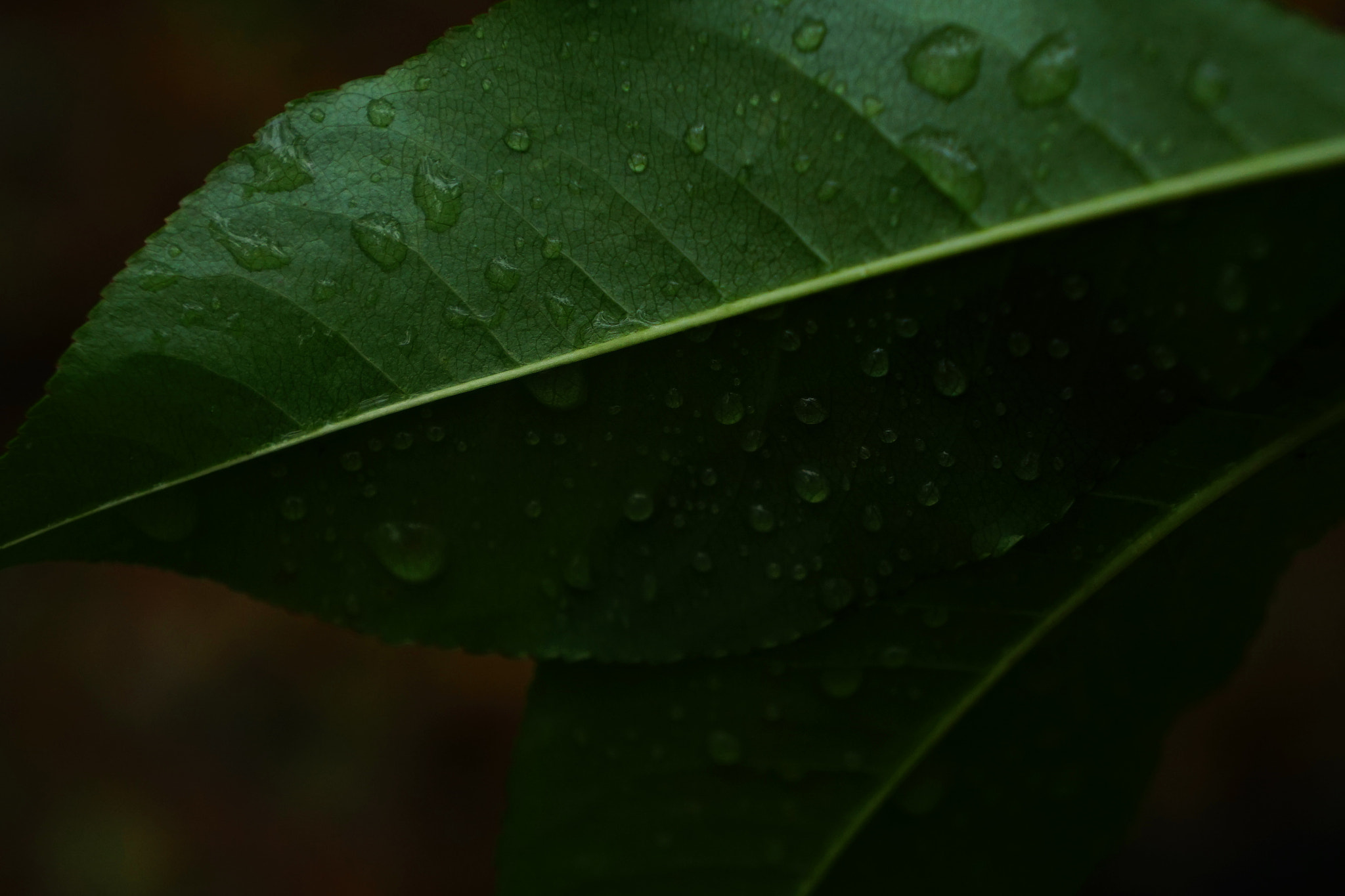 Sony E 18-55mm F3.5-5.6 OSS sample photo. Forest photography