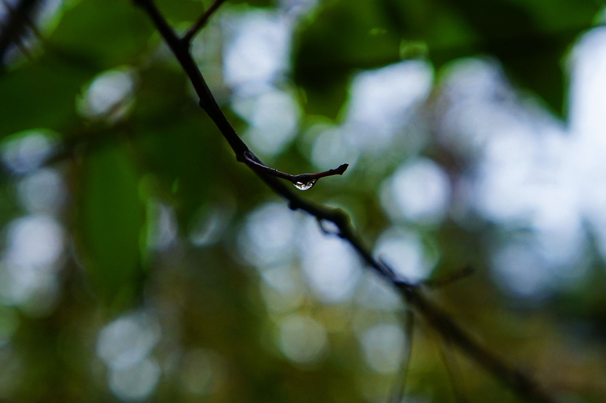 Sony E 18-55mm F3.5-5.6 OSS sample photo. Forest photography