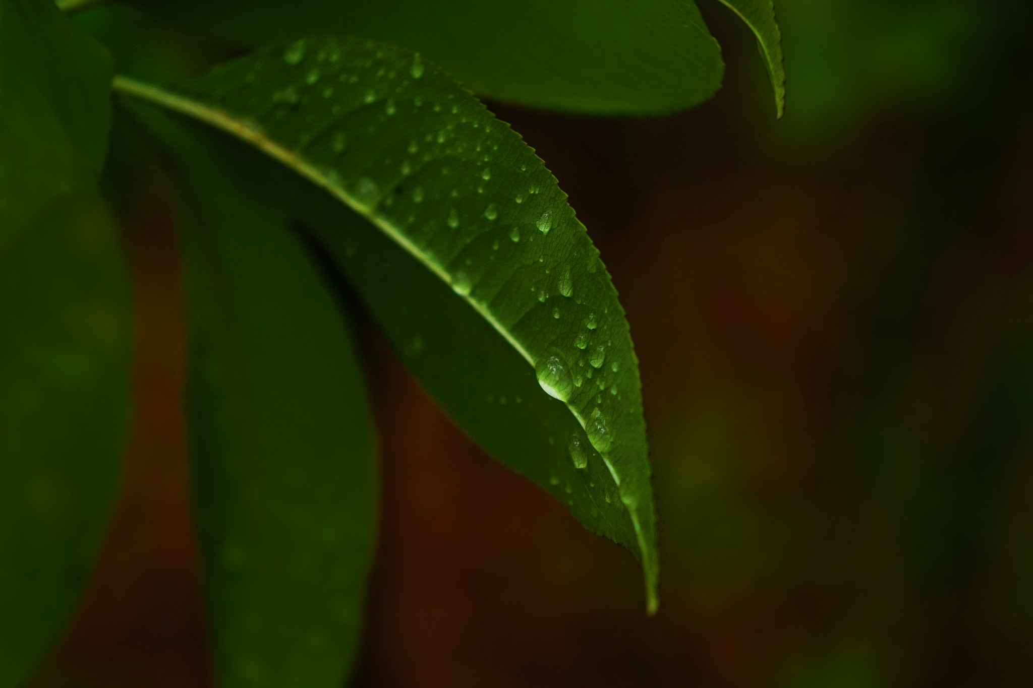 Sony E 18-55mm F3.5-5.6 OSS sample photo. Forest photography