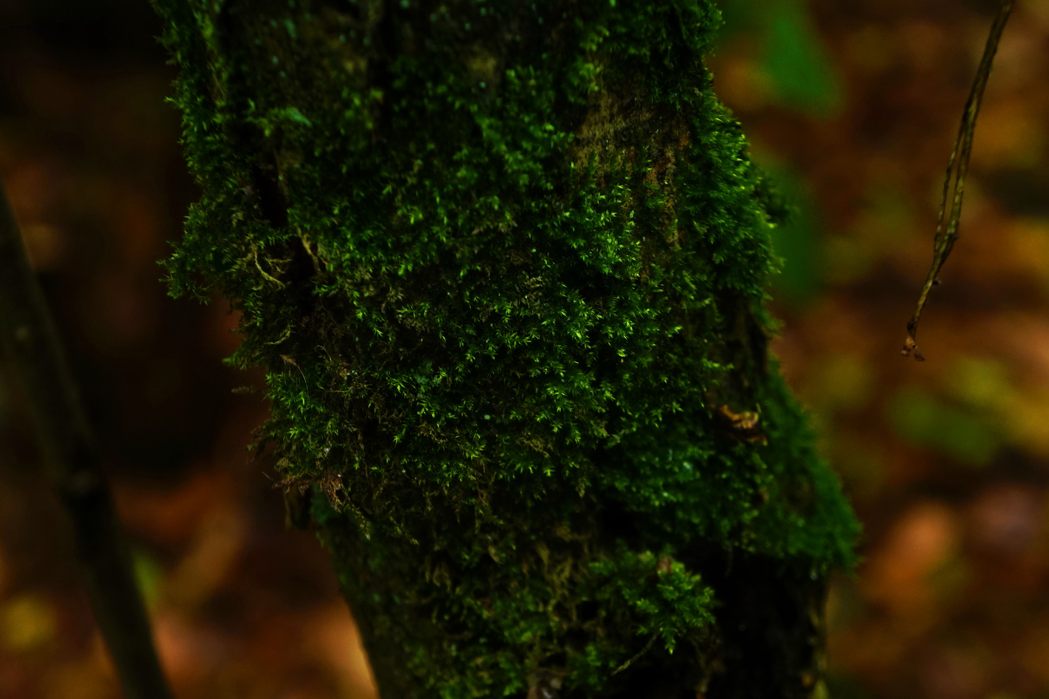 Sony E 18-55mm F3.5-5.6 OSS sample photo. Forest photography