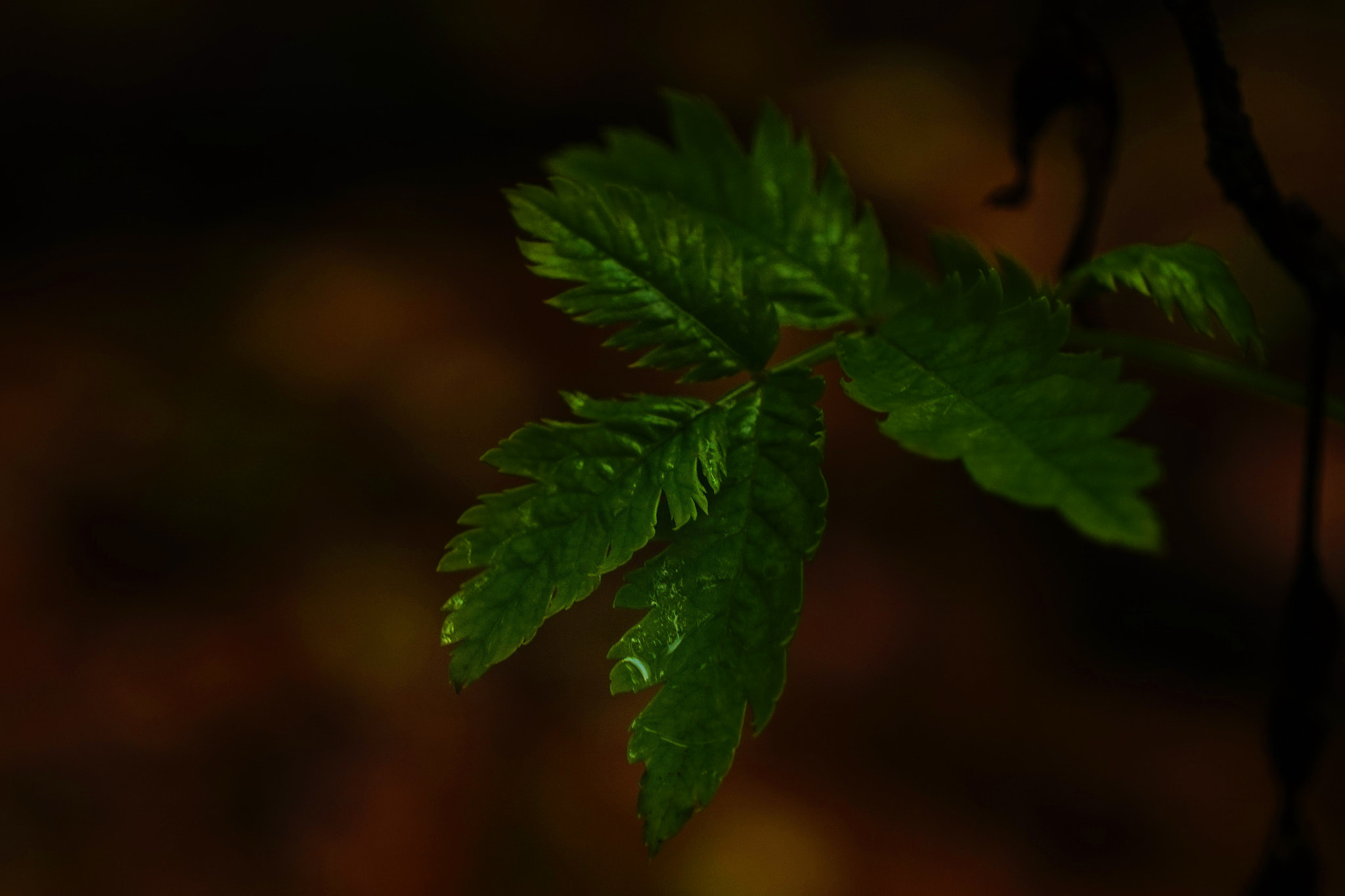 Sony E 18-55mm F3.5-5.6 OSS sample photo. Forest photography