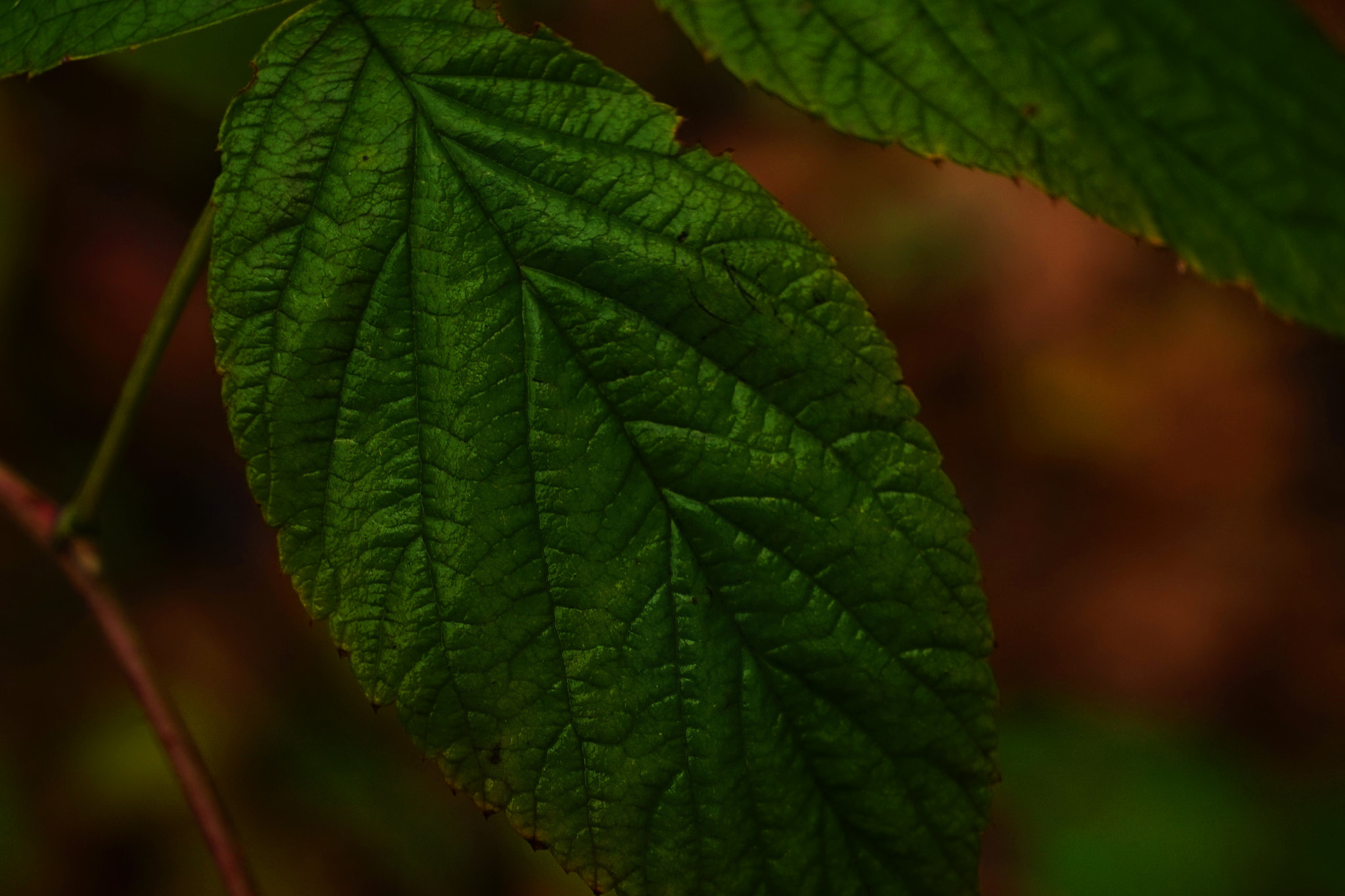 Sony E 18-55mm F3.5-5.6 OSS sample photo. Forest photography