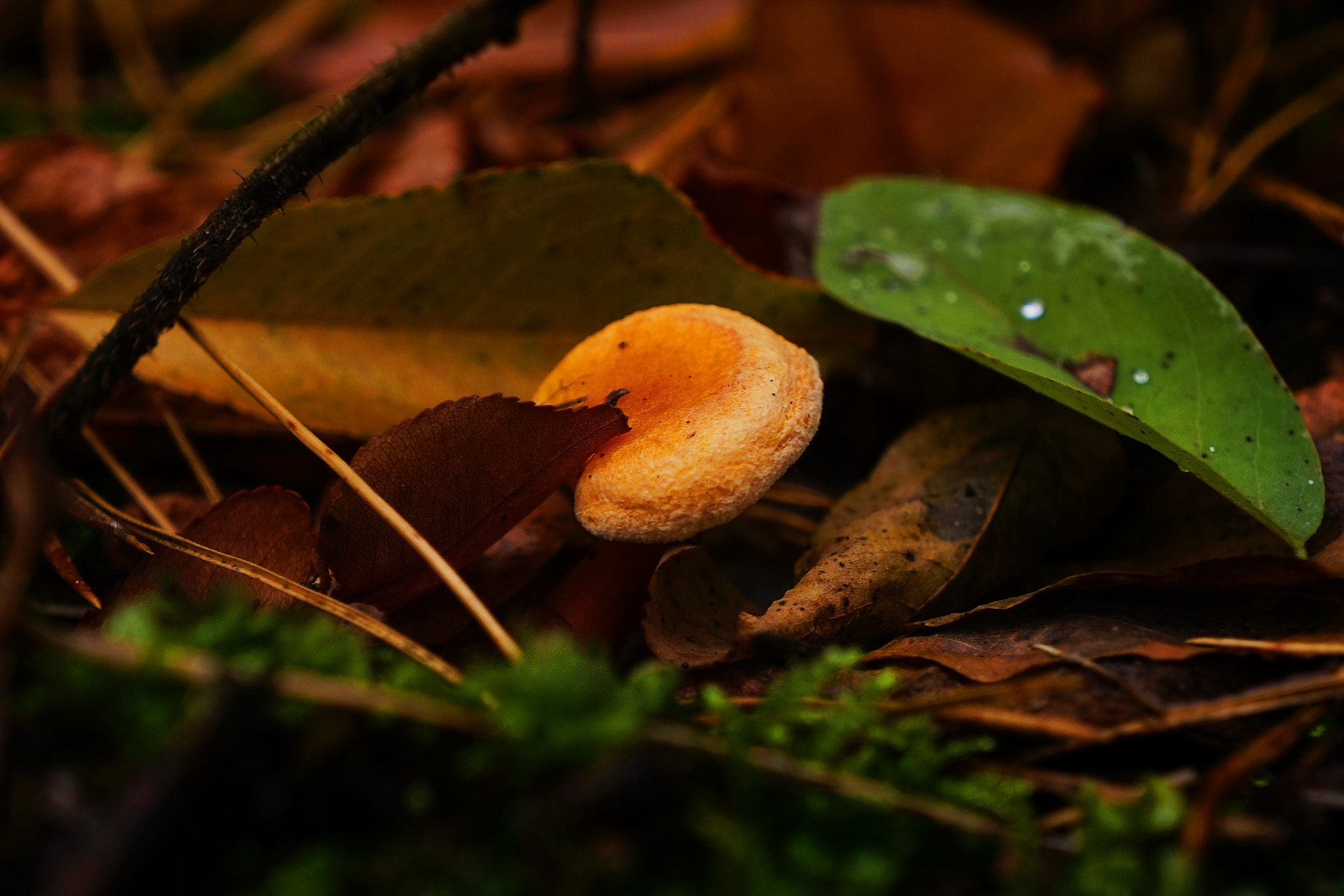 Sony E 18-55mm F3.5-5.6 OSS sample photo. Forest photography
