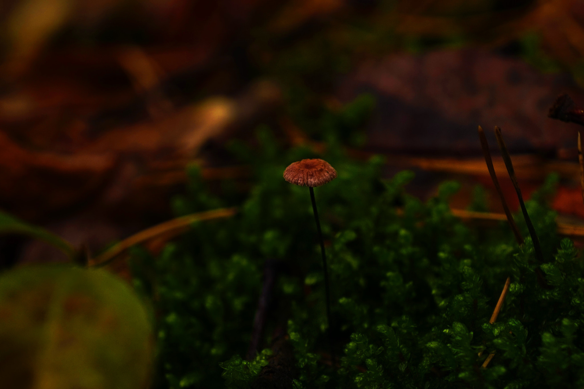 Sony E 18-55mm F3.5-5.6 OSS sample photo. Forest photography