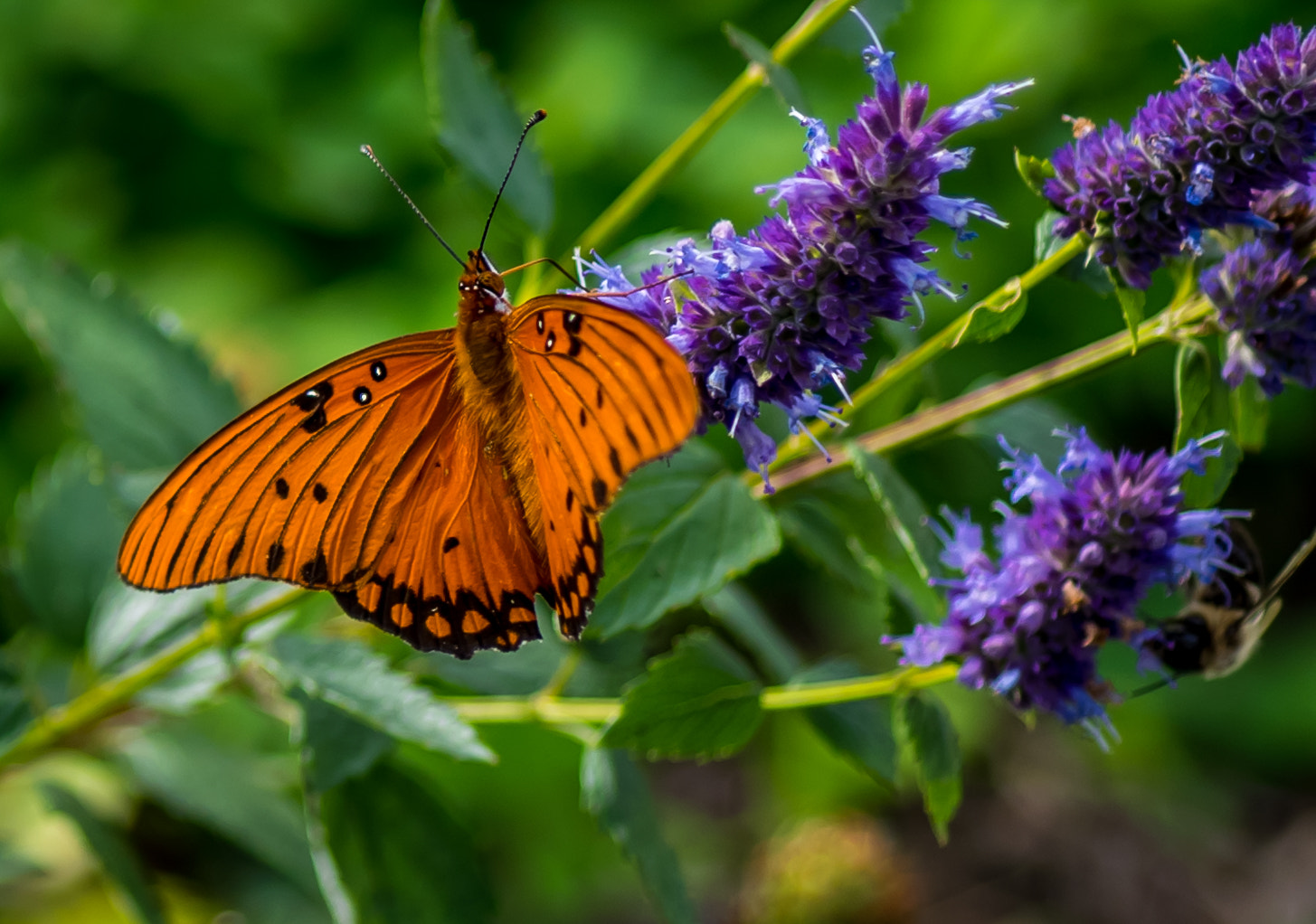 Nikon D810 + Nikon AF Micro-Nikkor 60mm F2.8D sample photo. Fall butterfly photography