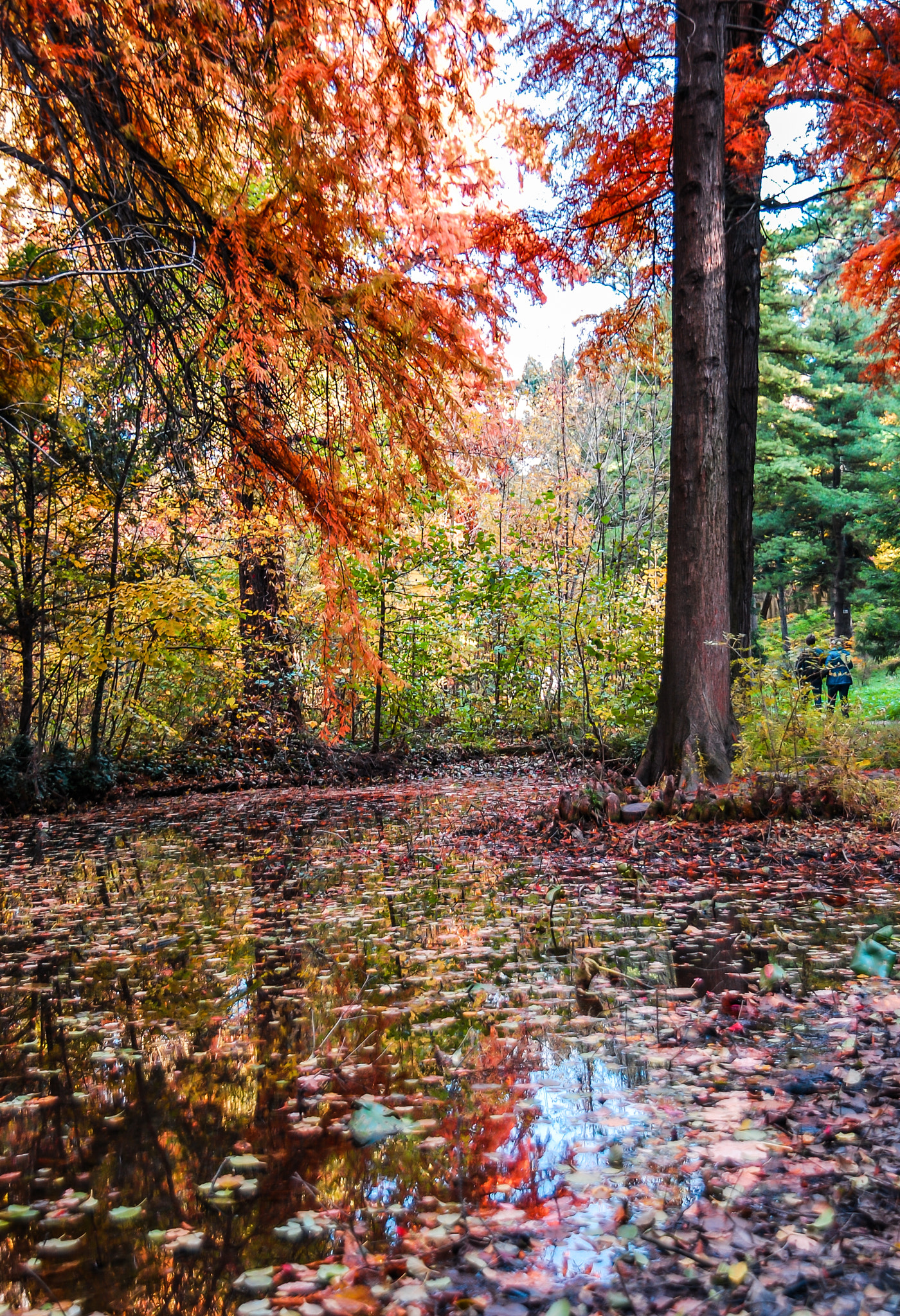 Nikon D60 + Tamron AF 18-250mm F3.5-6.3 Di II LD Aspherical (IF) Macro sample photo. Tall trees over lake photography