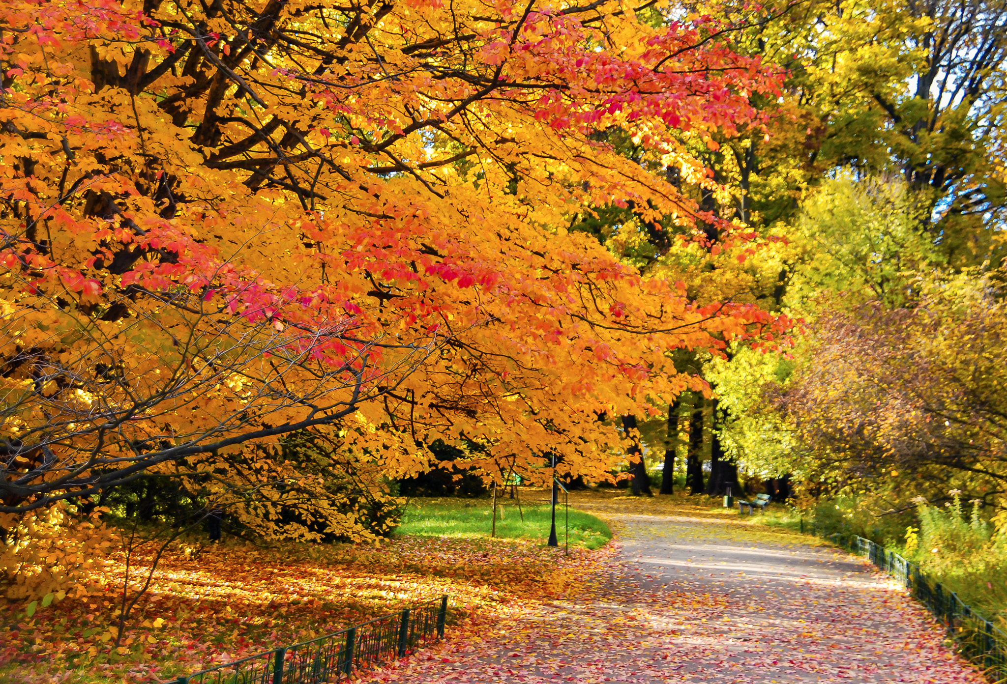 Nikon D60 sample photo. Autumn story photography