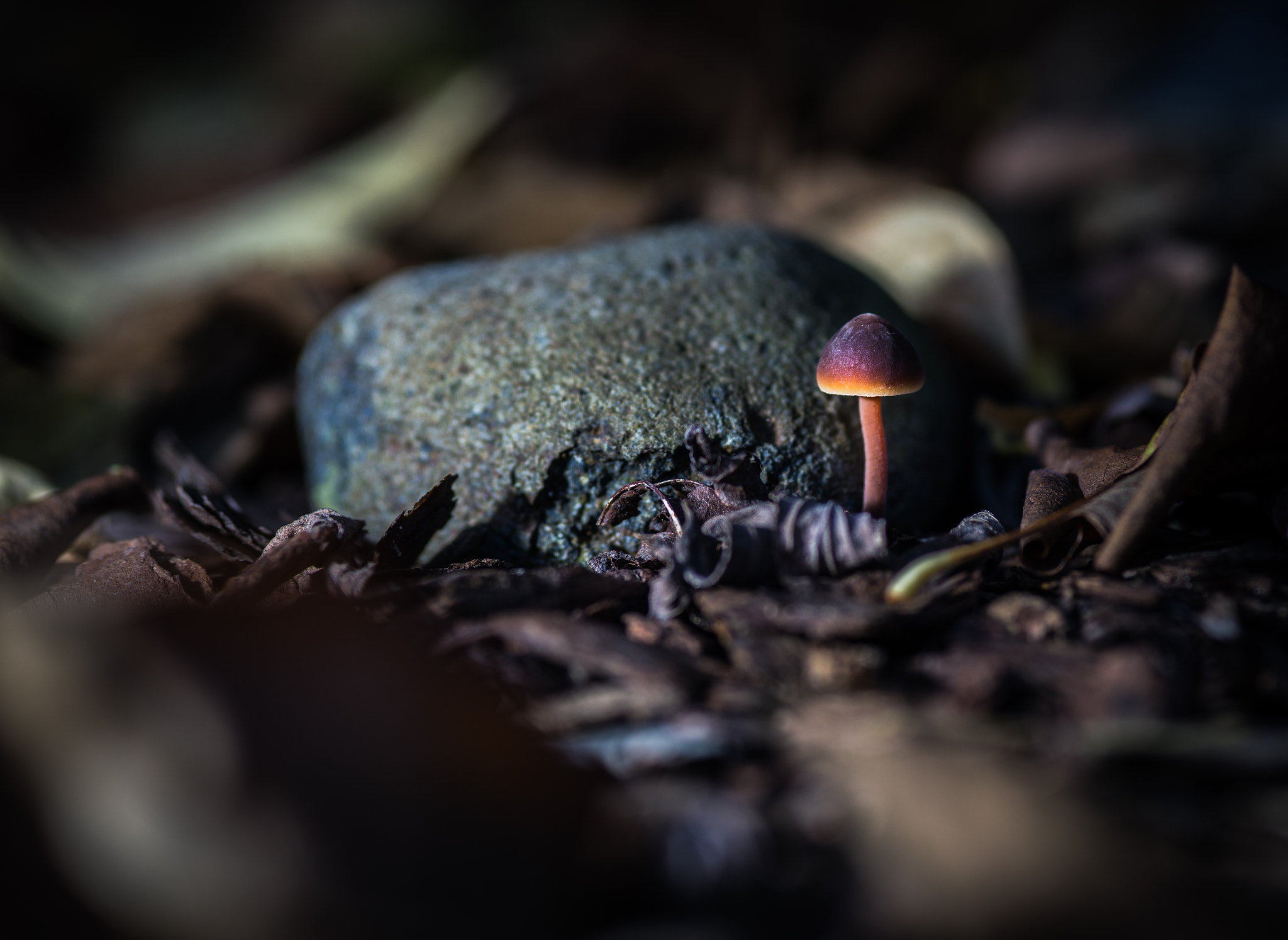 Canon EOS 6D + Sigma 105mm F2.8 EX DG Macro sample photo. Mushroom photography
