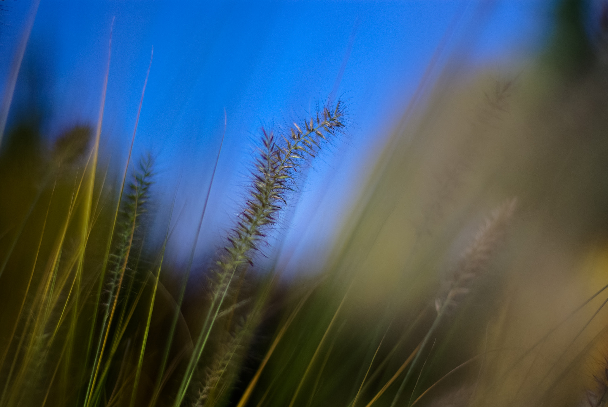Pentax K10D + A Series Lens sample photo. #5 photography