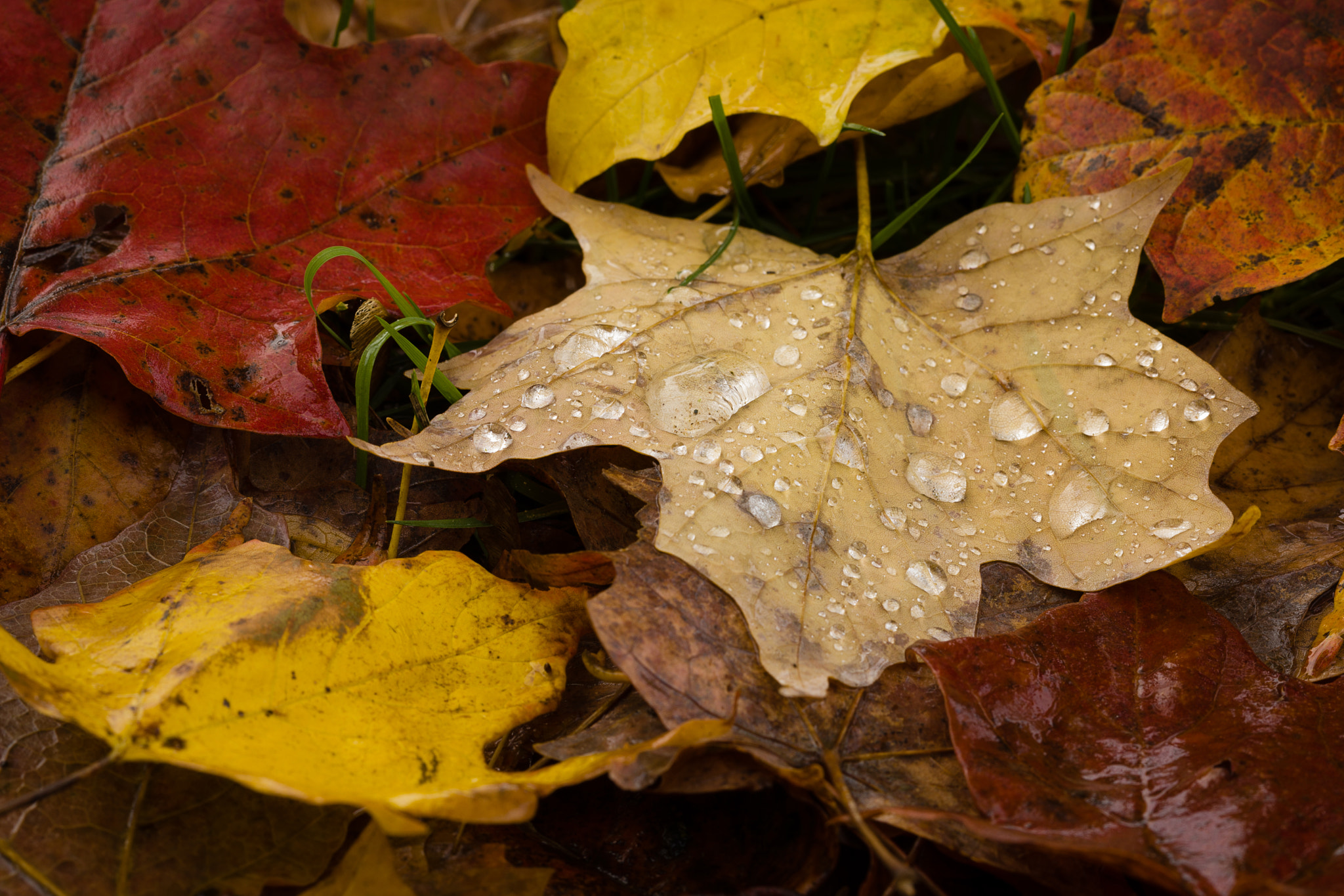 Canon EF 100mm F2.8 Macro USM sample photo. Color of the season photography