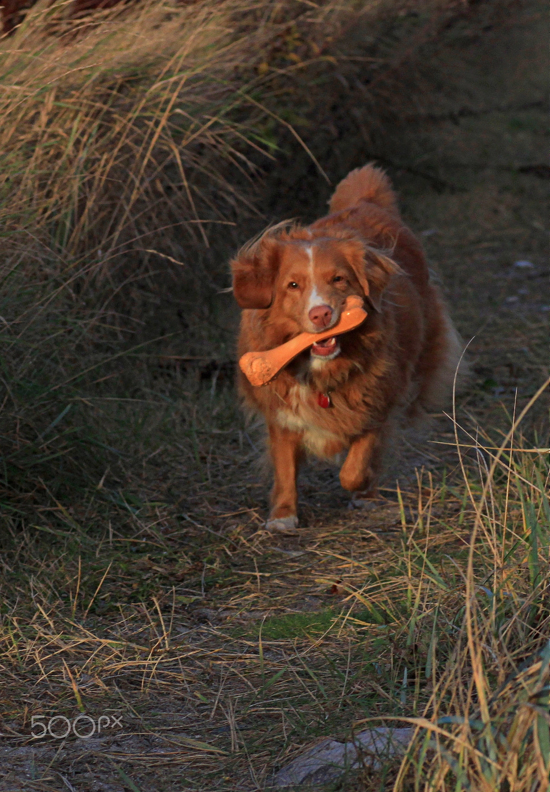 Canon EOS 500D (EOS Rebel T1i / EOS Kiss X3) sample photo. Nova scotia duck tolling retriever photography