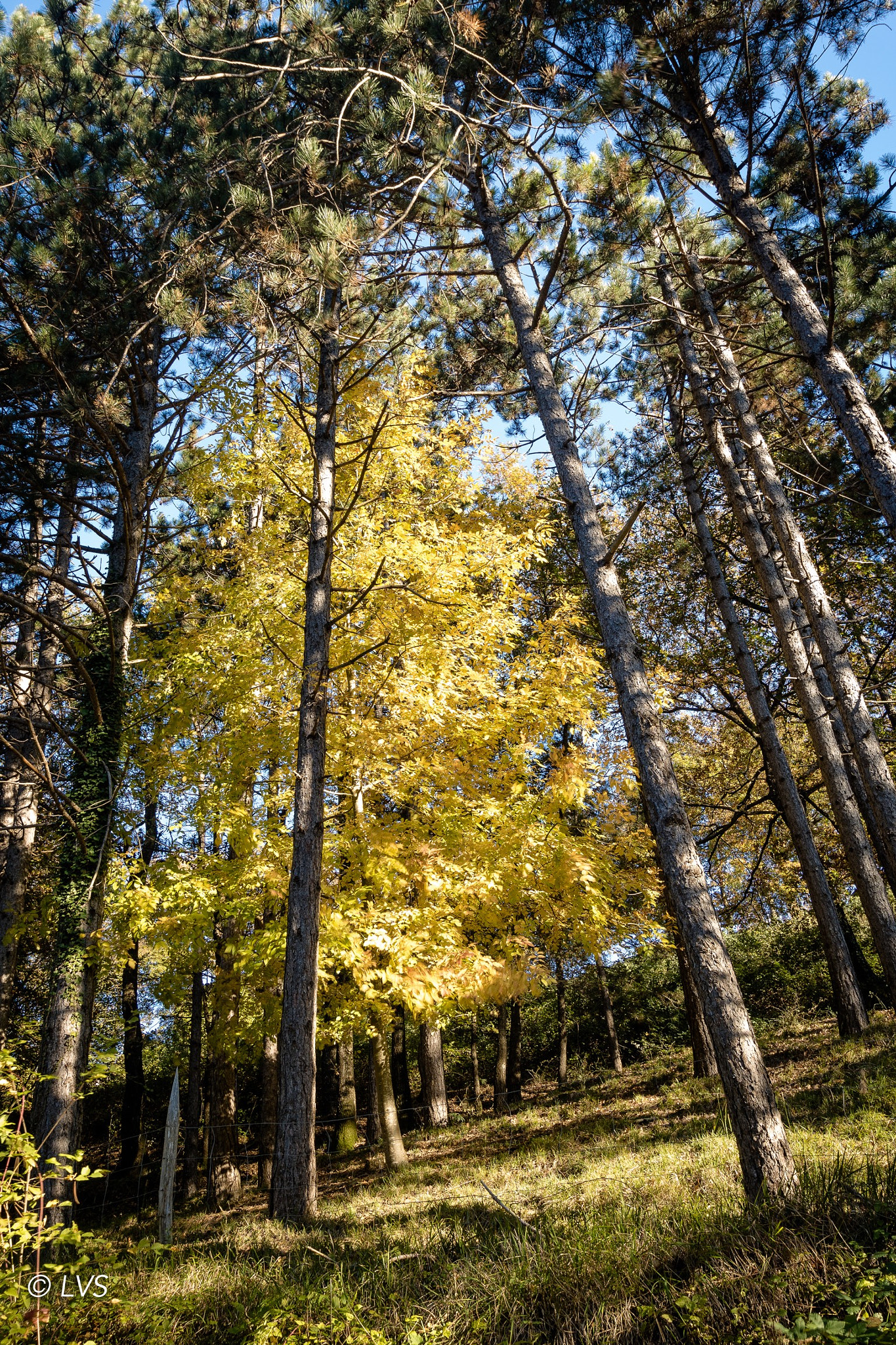 Sigma 10-20mm F3.5 EX DC HSM sample photo
