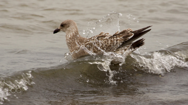 Sony E 18-200mm F3.5-6.3 OSS sample photo. Seagull - watertrops photography
