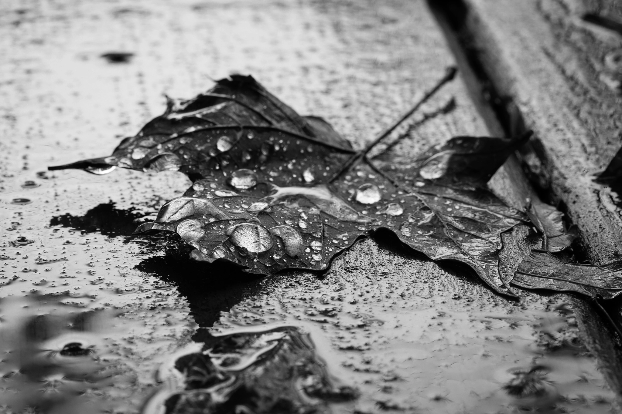 Canon EF 100mm F2.8 Macro USM sample photo. Droplets of beauty photography