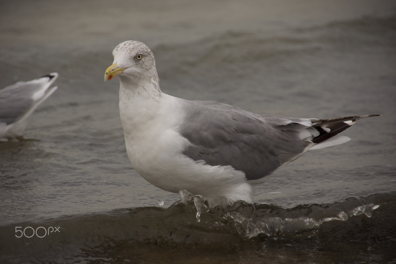 Sony E 18-200mm F3.5-6.3 OSS sample photo. Seagull photography