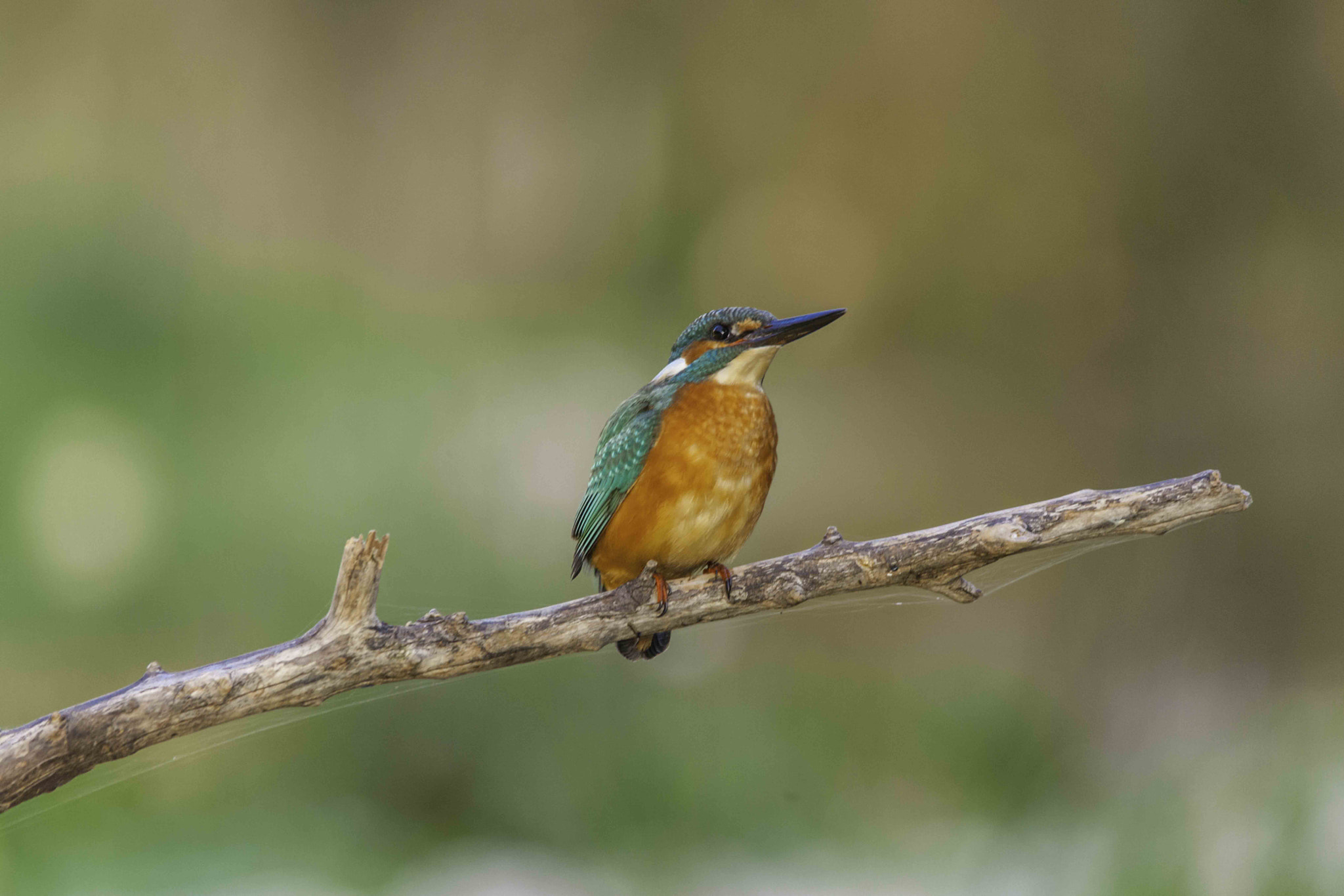 Sigma 150-500mm F5-6.3 DG OS HSM sample photo. Martin pescador photography
