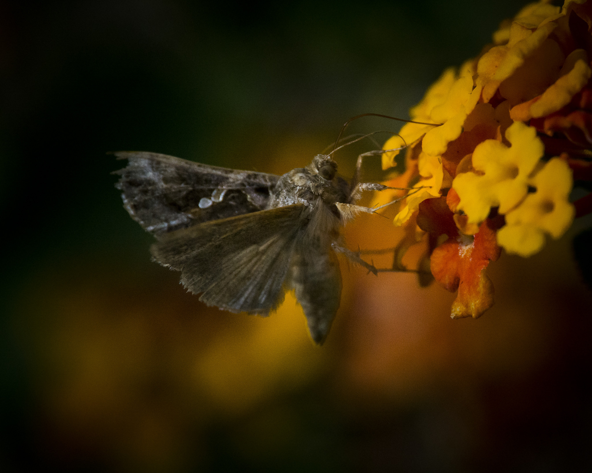 Nikon Nikkor AF-S 300mm F4E PF ED VR sample photo. Skipper on a lantana photography