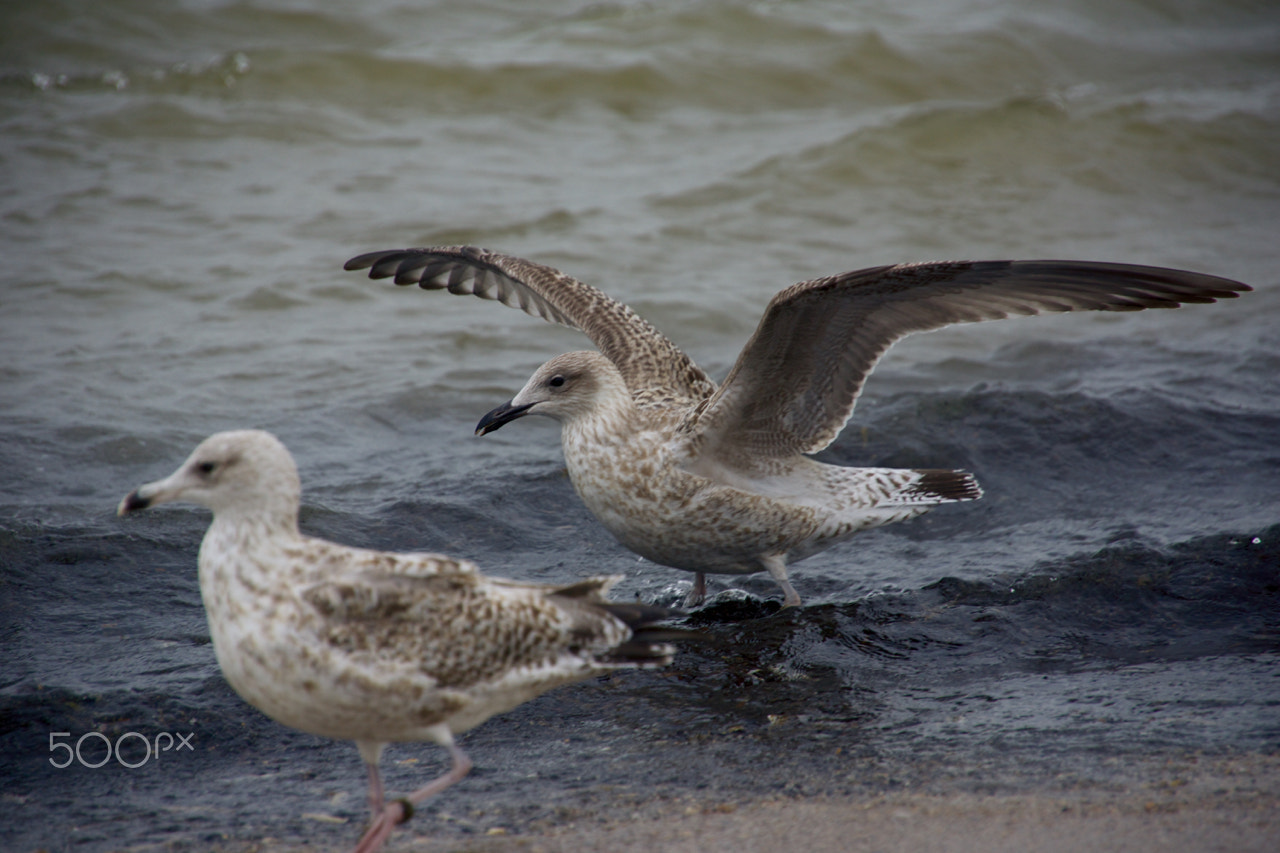 Sony E 18-200mm F3.5-6.3 OSS sample photo. Taking off photography