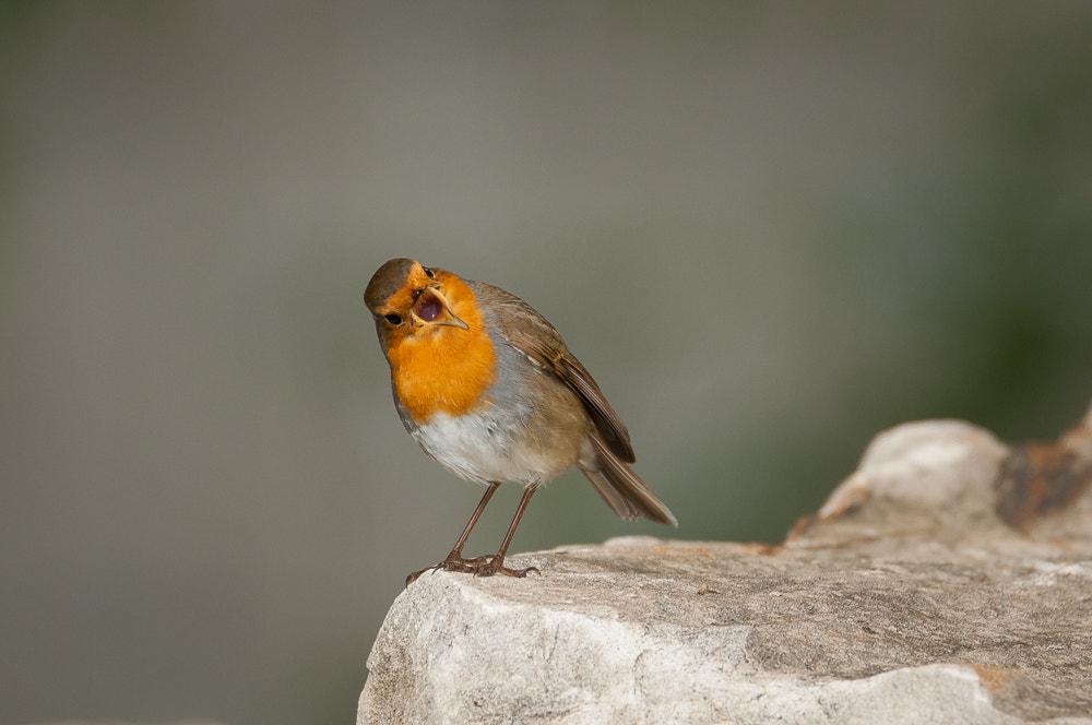 Nikon D300S sample photo. ¿molesto? photography