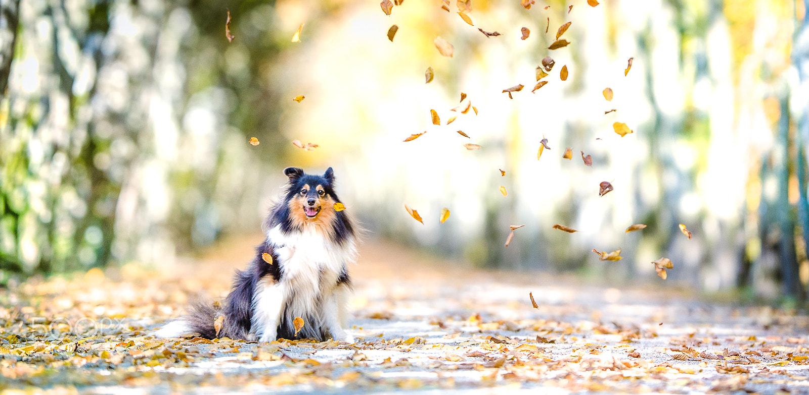 Nikon D810 + Nikon AF-S Nikkor 200mm F2G ED VR II sample photo. Park lane scene photography