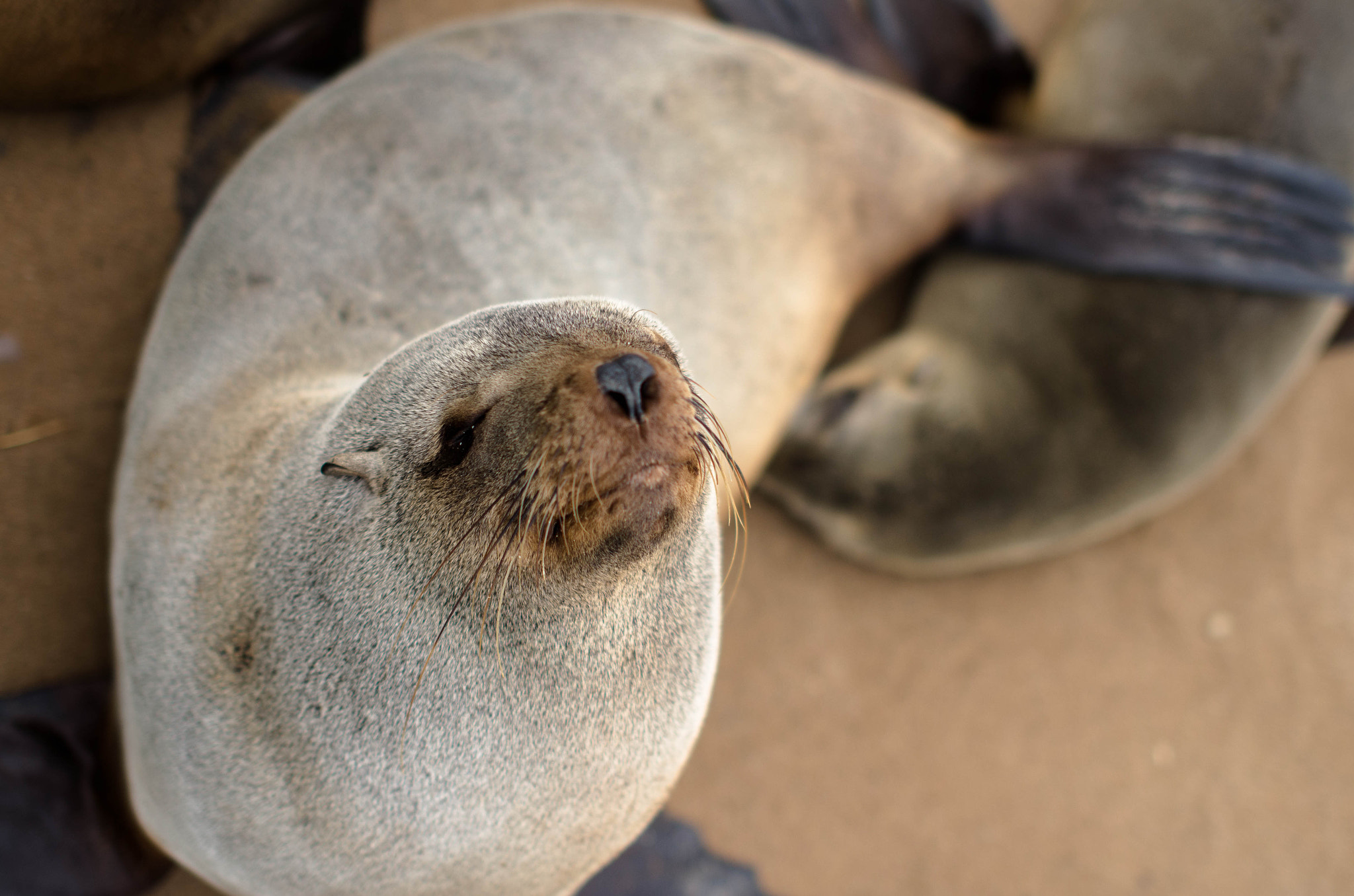 Nikon D5100 + Sigma 50mm F1.4 EX DG HSM sample photo. Sea lion photography