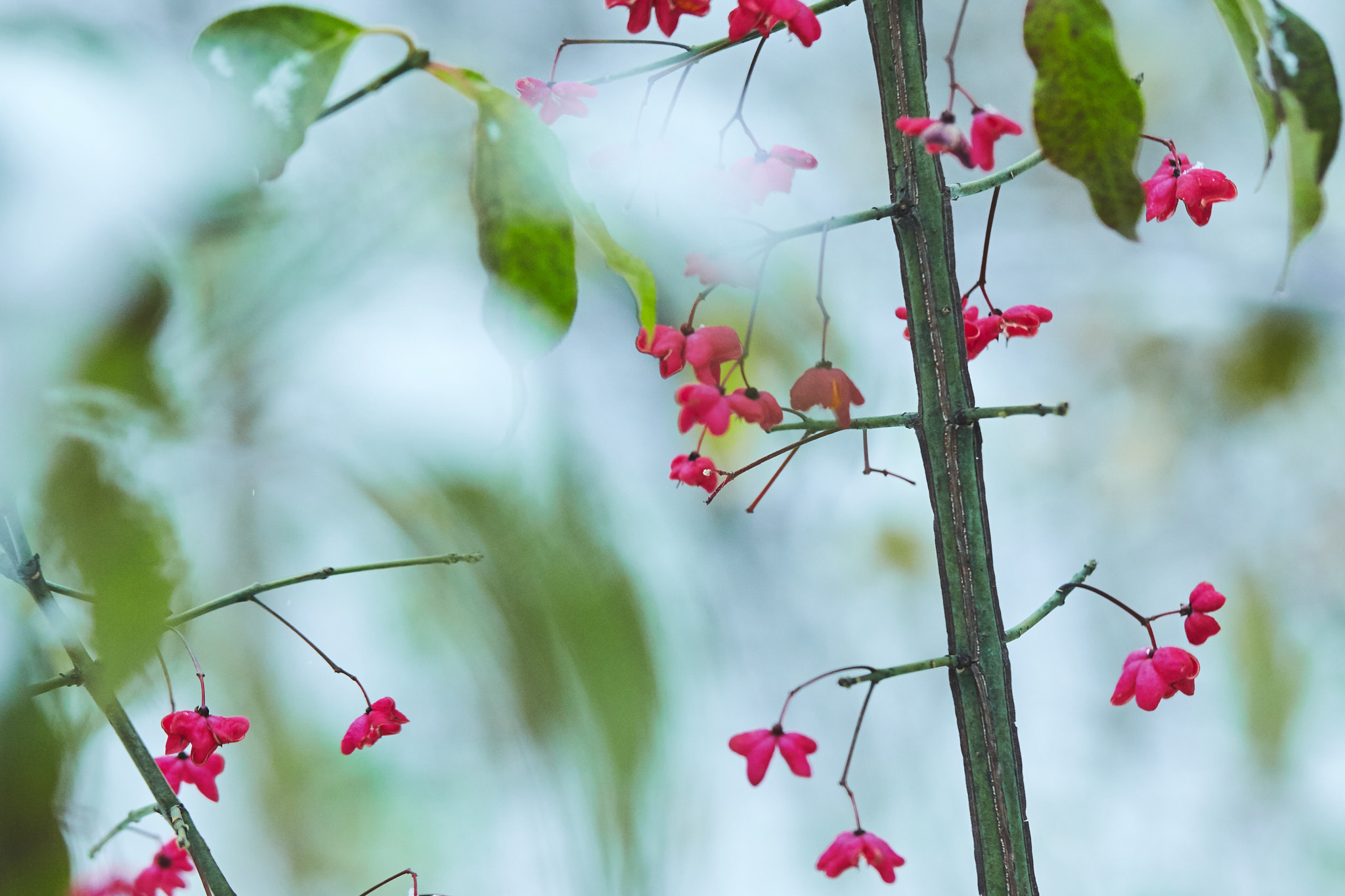 Canon EF 100mm F2.8L Macro IS USM sample photo. Ulsei photography