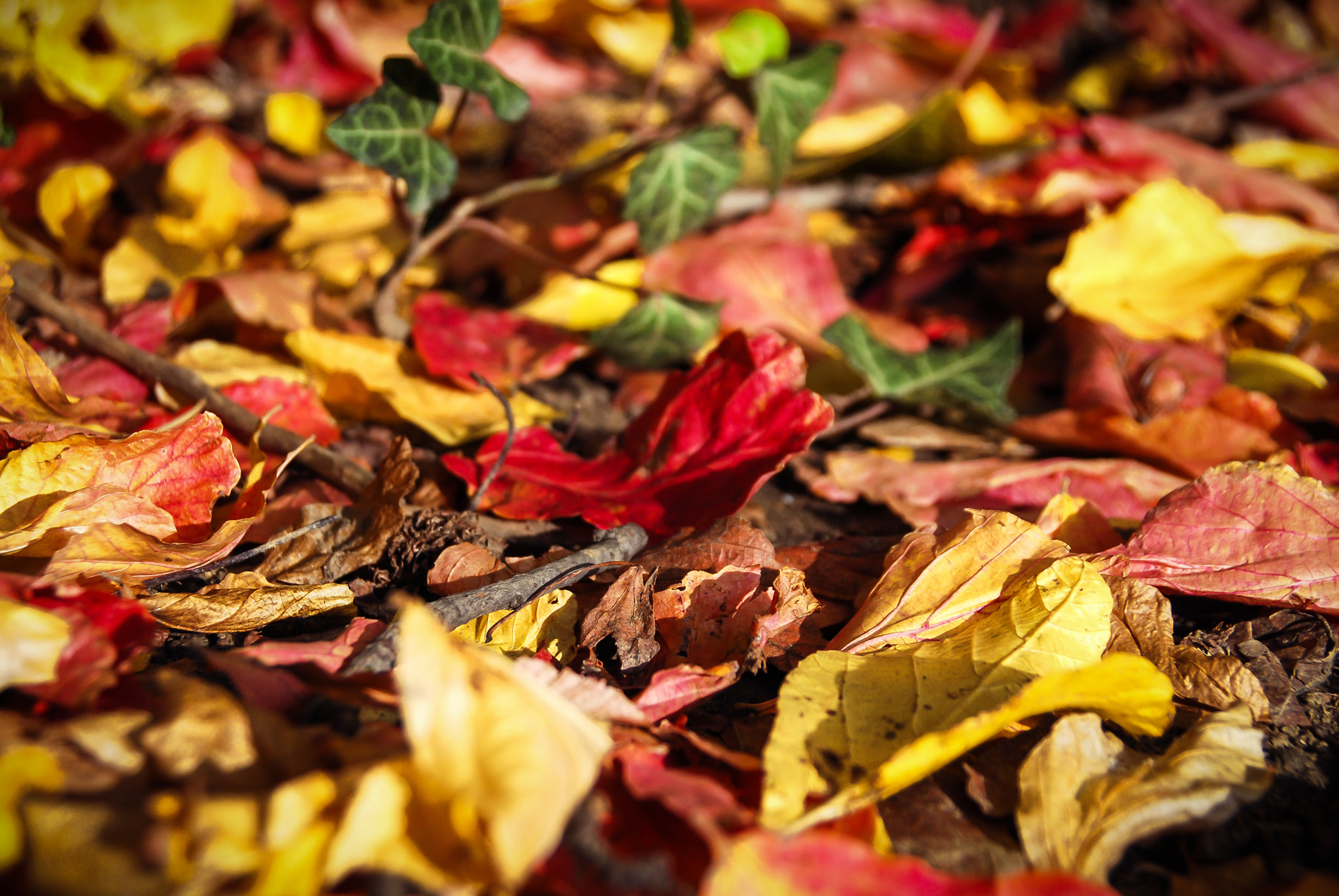 Nikon D60 sample photo. Autumn leaves photography