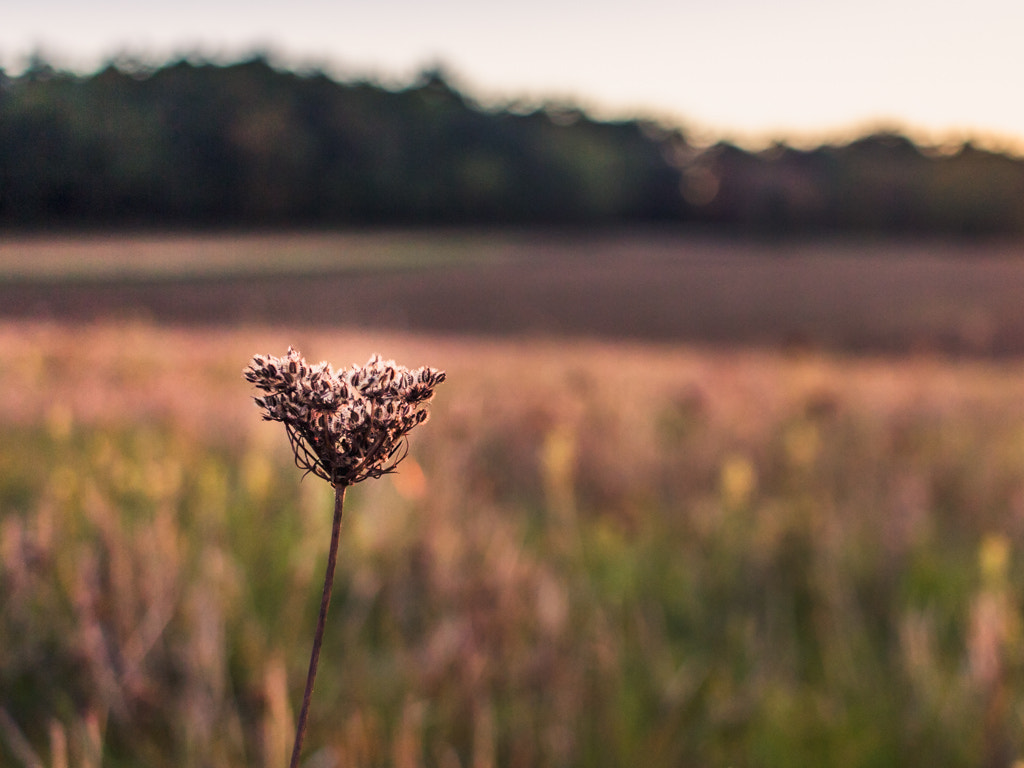 Canon EF-S 24mm F2.8 STM sample photo. Fleur solitaire photography
