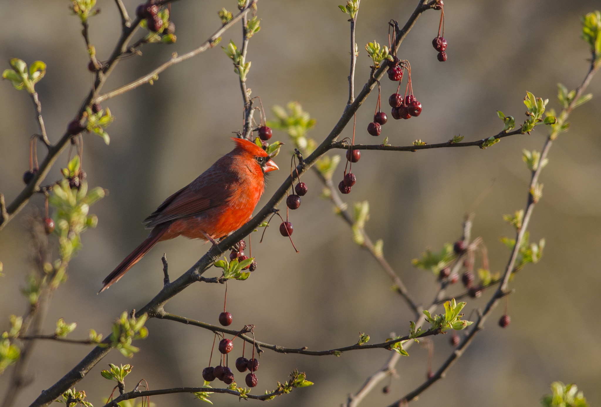 Nikon D7000 + Nikon AF-S Nikkor 300mm F4D ED-IF sample photo. Gjs photography