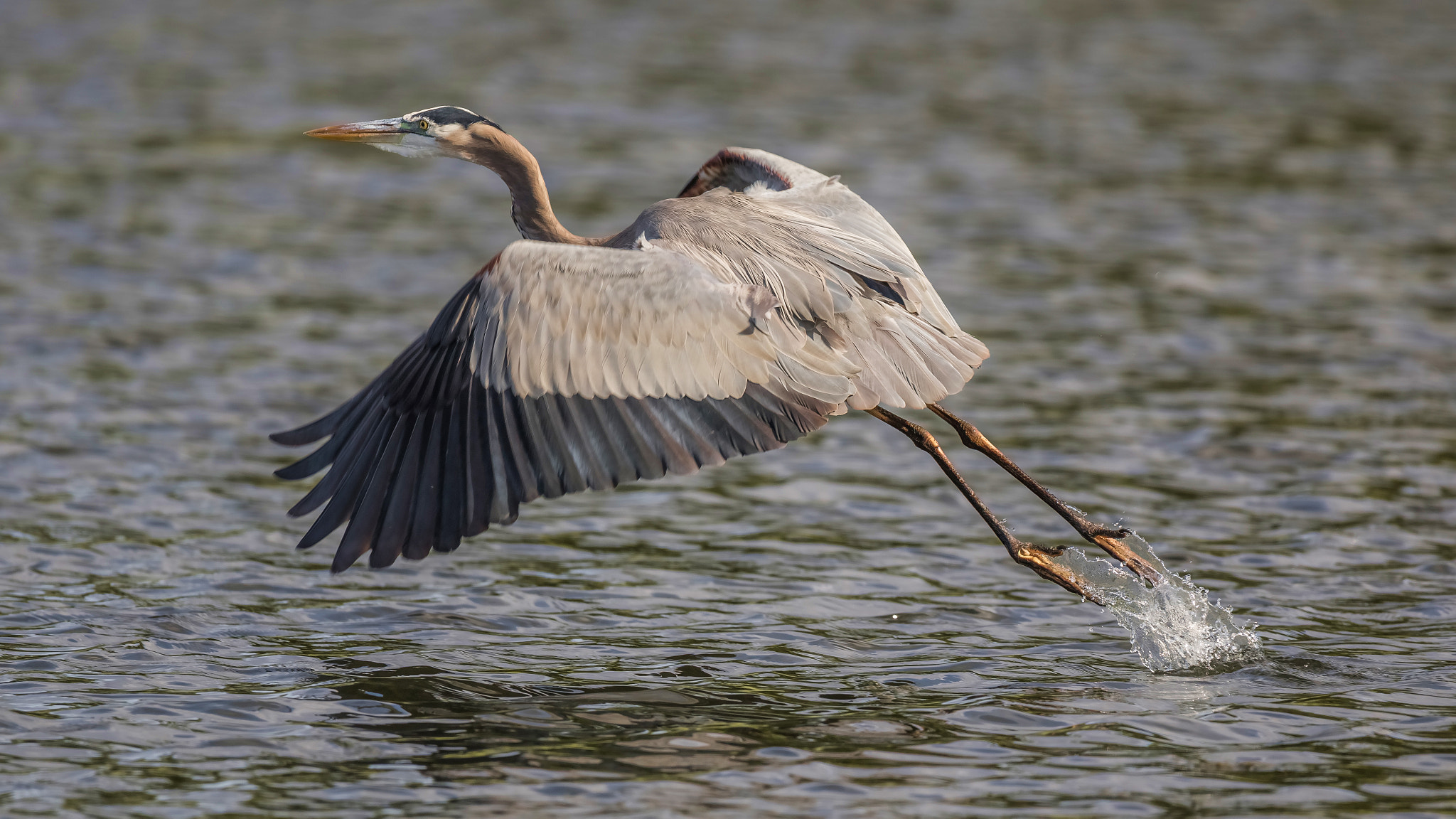Canon EF 600mm f/4L IS sample photo. Heron taking off photography
