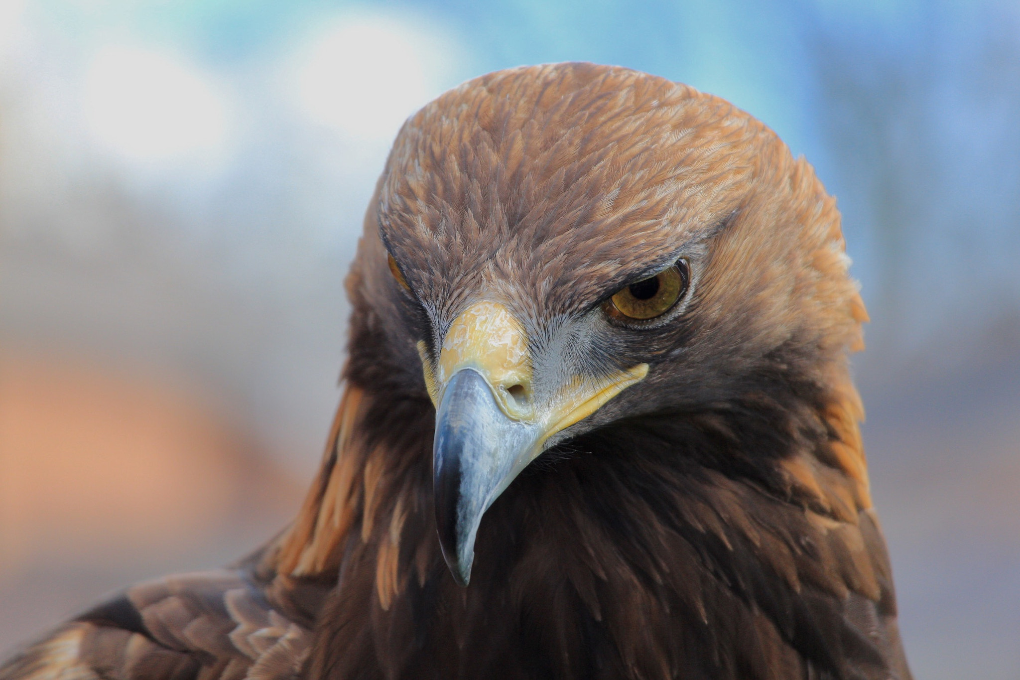 Canon EOS M2 sample photo. An eagle in a falcony in chester photography