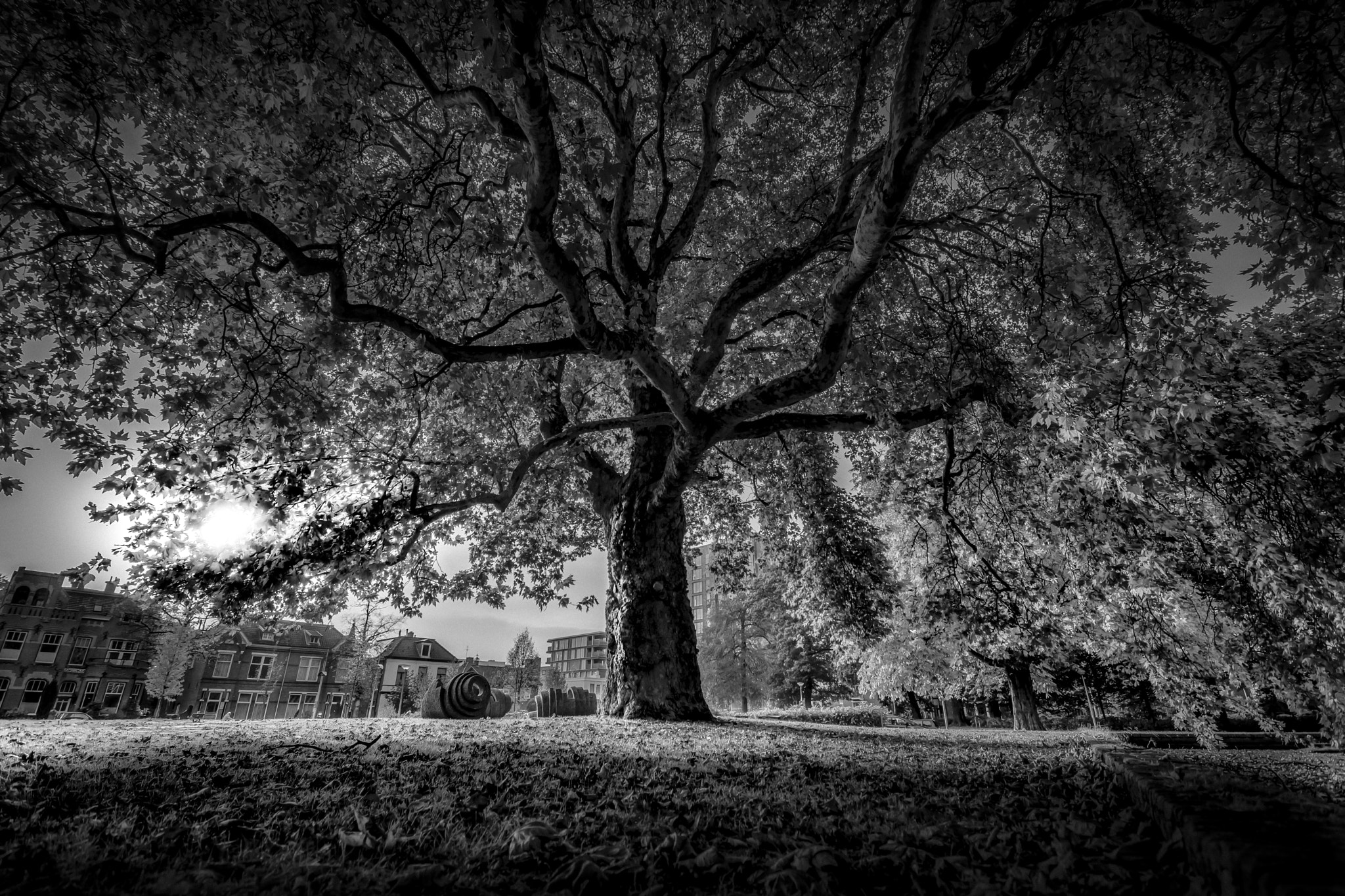 Sony SLT-A68 + 20mm F2.8 sample photo. The old tree  photography