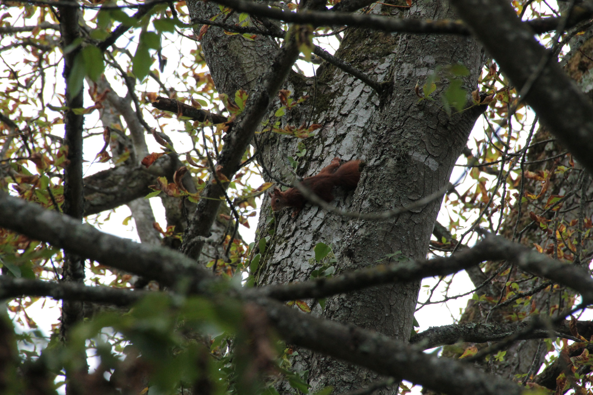 Sigma 18-250mm F3.5-6.3 DC OS HSM sample photo. Img photography
