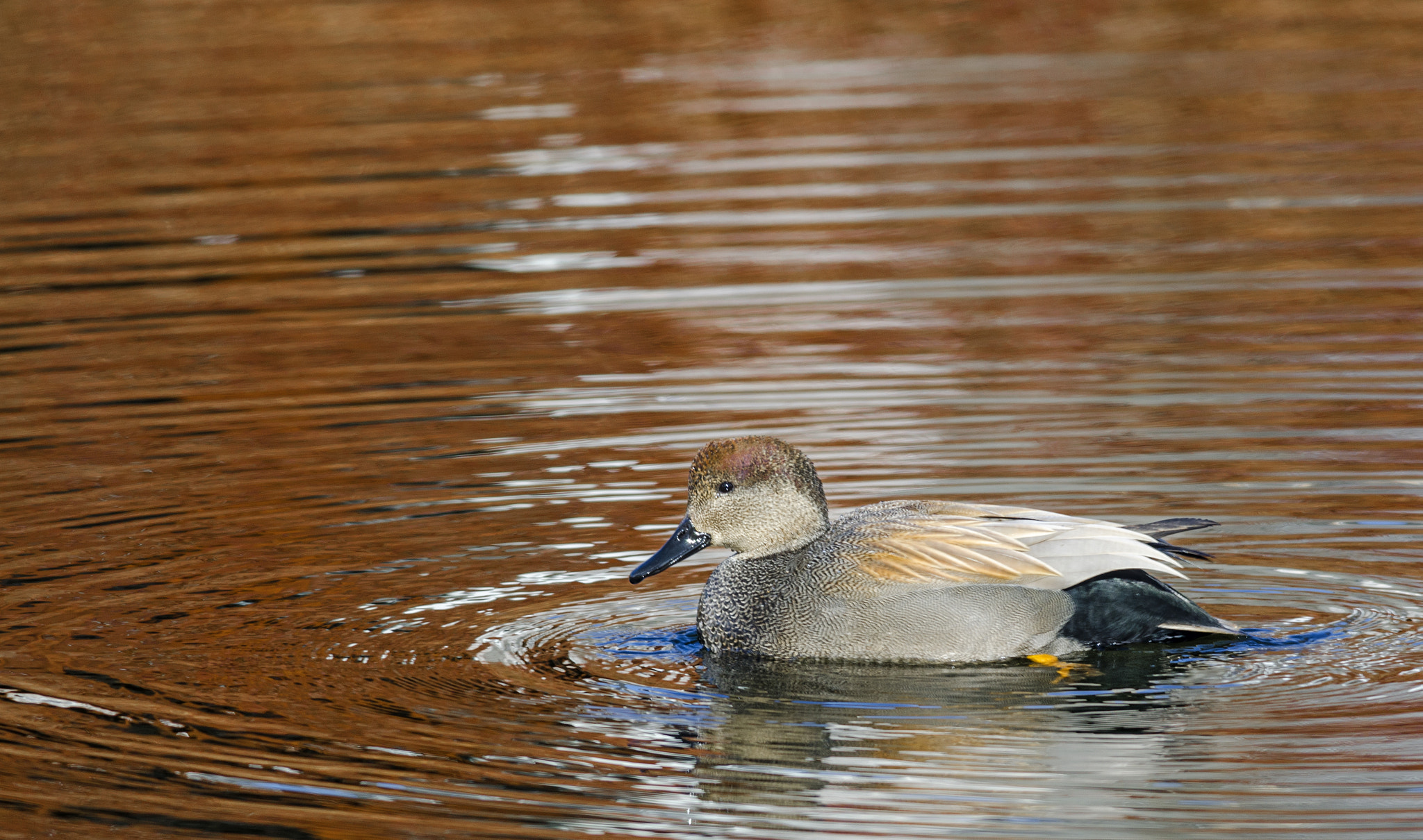 Nikon D7000 + Nikon AF-S Nikkor 300mm F4D ED-IF sample photo. Gjs photography