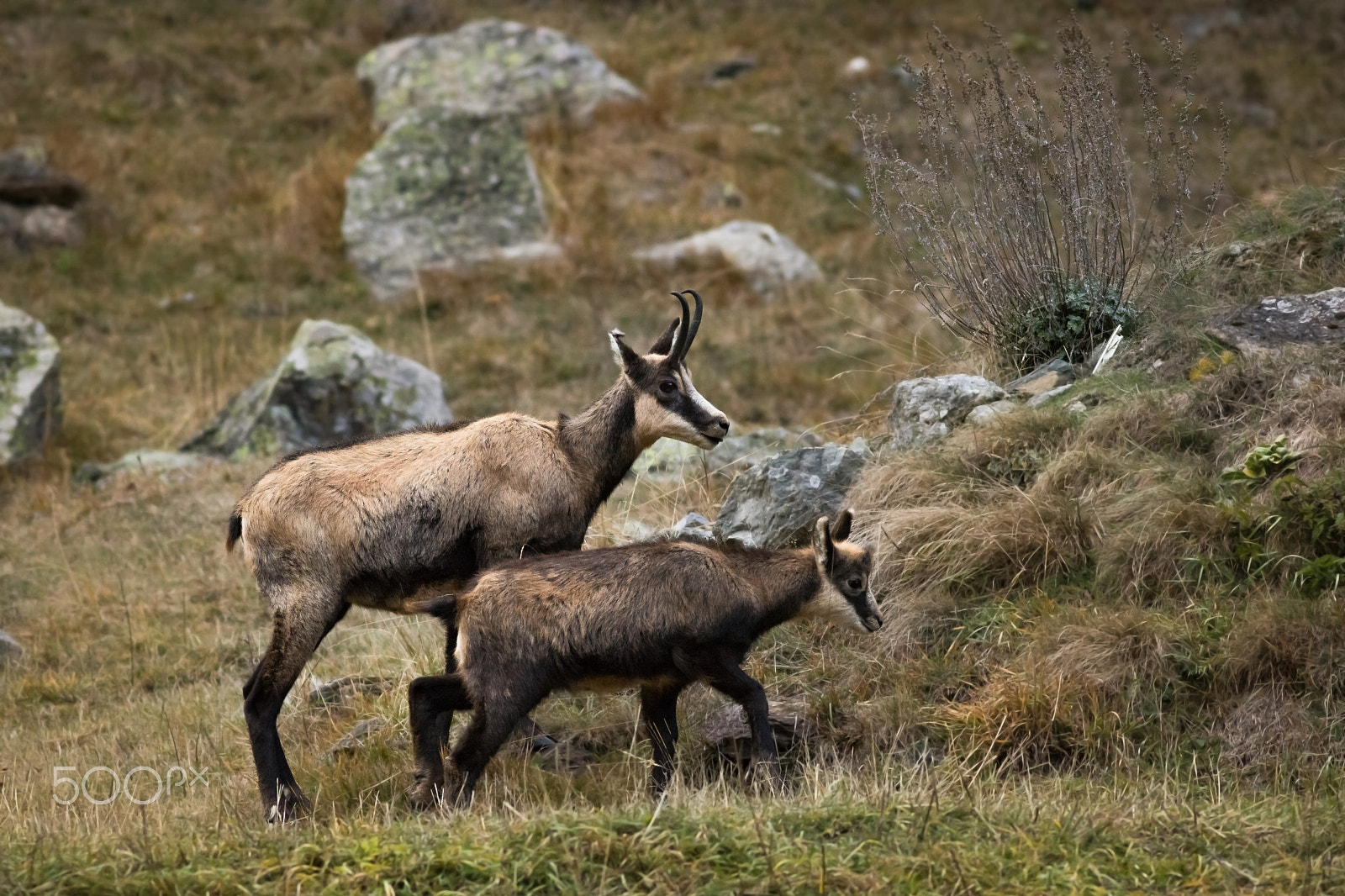 Canon EOS 760D (EOS Rebel T6s / EOS 8000D) + Canon EF 400mm F5.6L USM sample photo. Kamzík horský photography