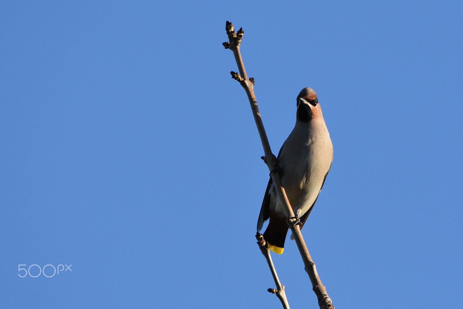 Nikon D7200 sample photo. Waxwing eyes soulsearching photography