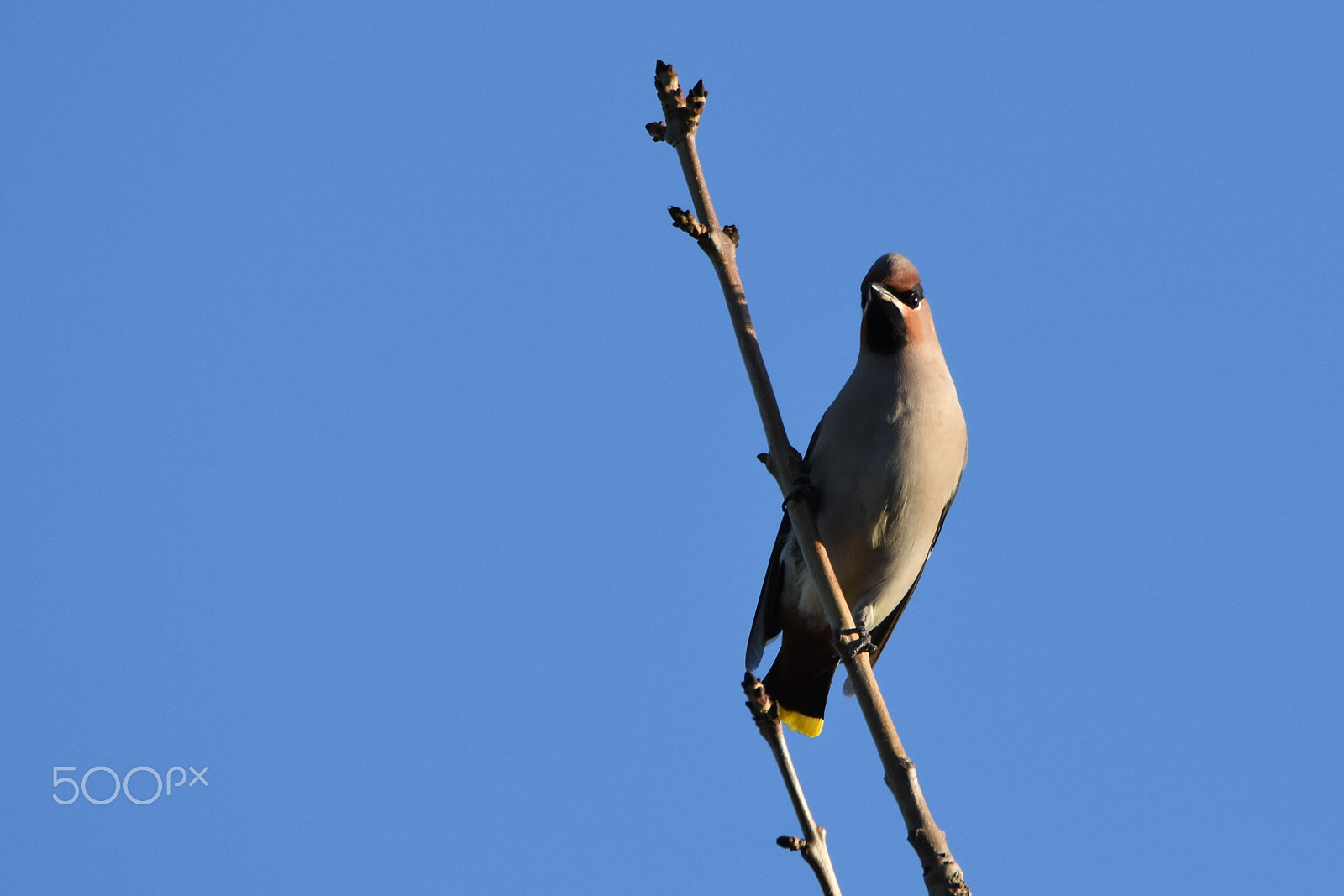 Tamron SP 150-600mm F5-6.3 Di VC USD sample photo. Waxwing eyes soulsearching photography