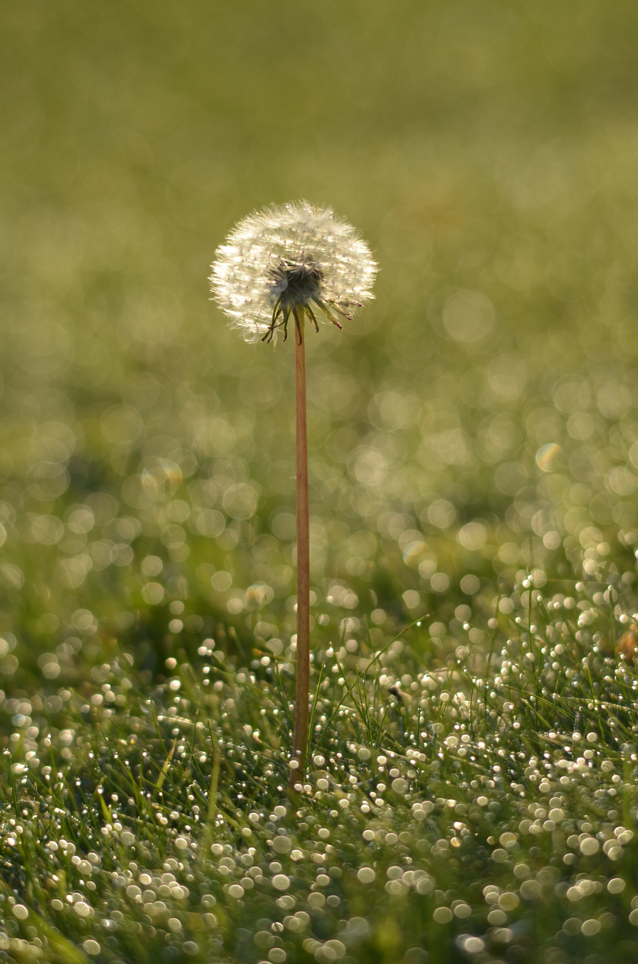 Sigma 150-500mm F5-6.3 DG OS HSM sample photo. Standing tall photography
