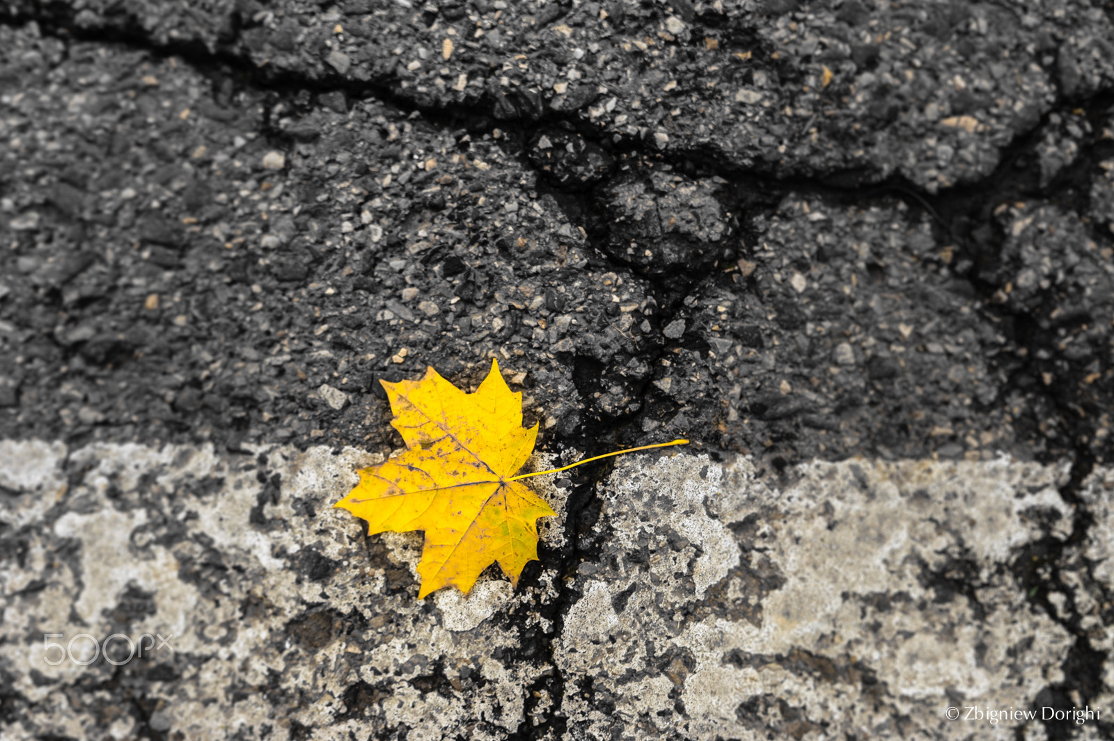 Nikon D700 + Sigma 24mm F1.8 EX DG Aspherical Macro sample photo. Autumn is ending photography