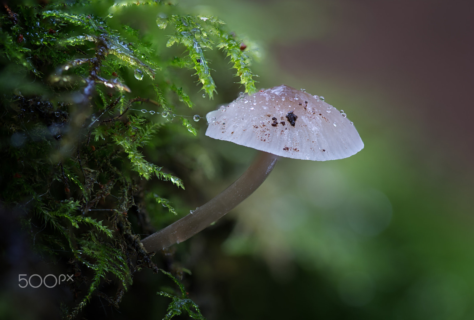 Nikon D800 sample photo. Milk drop mycena (mycena galopus) photography