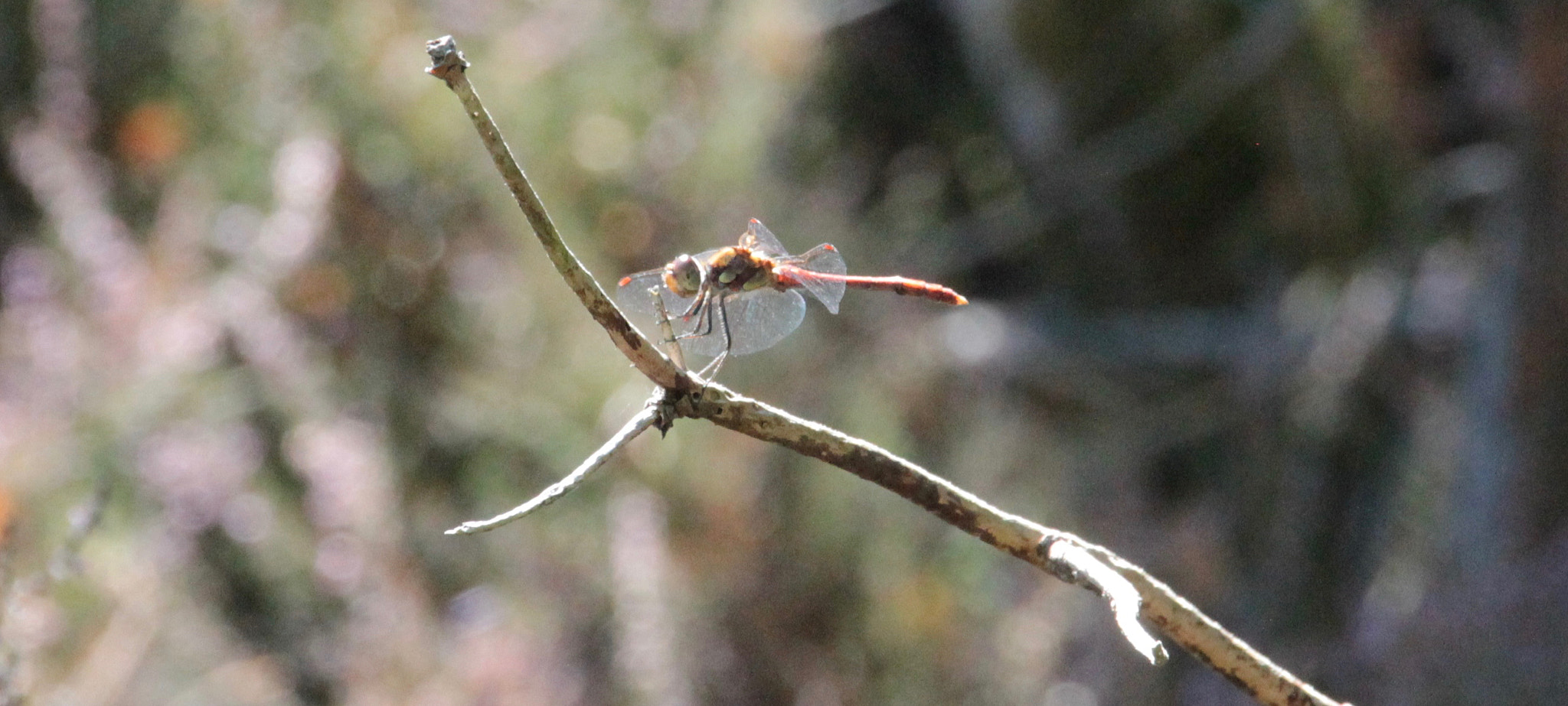 Sigma 18-250mm F3.5-6.3 DC OS HSM sample photo. Version 2 photography