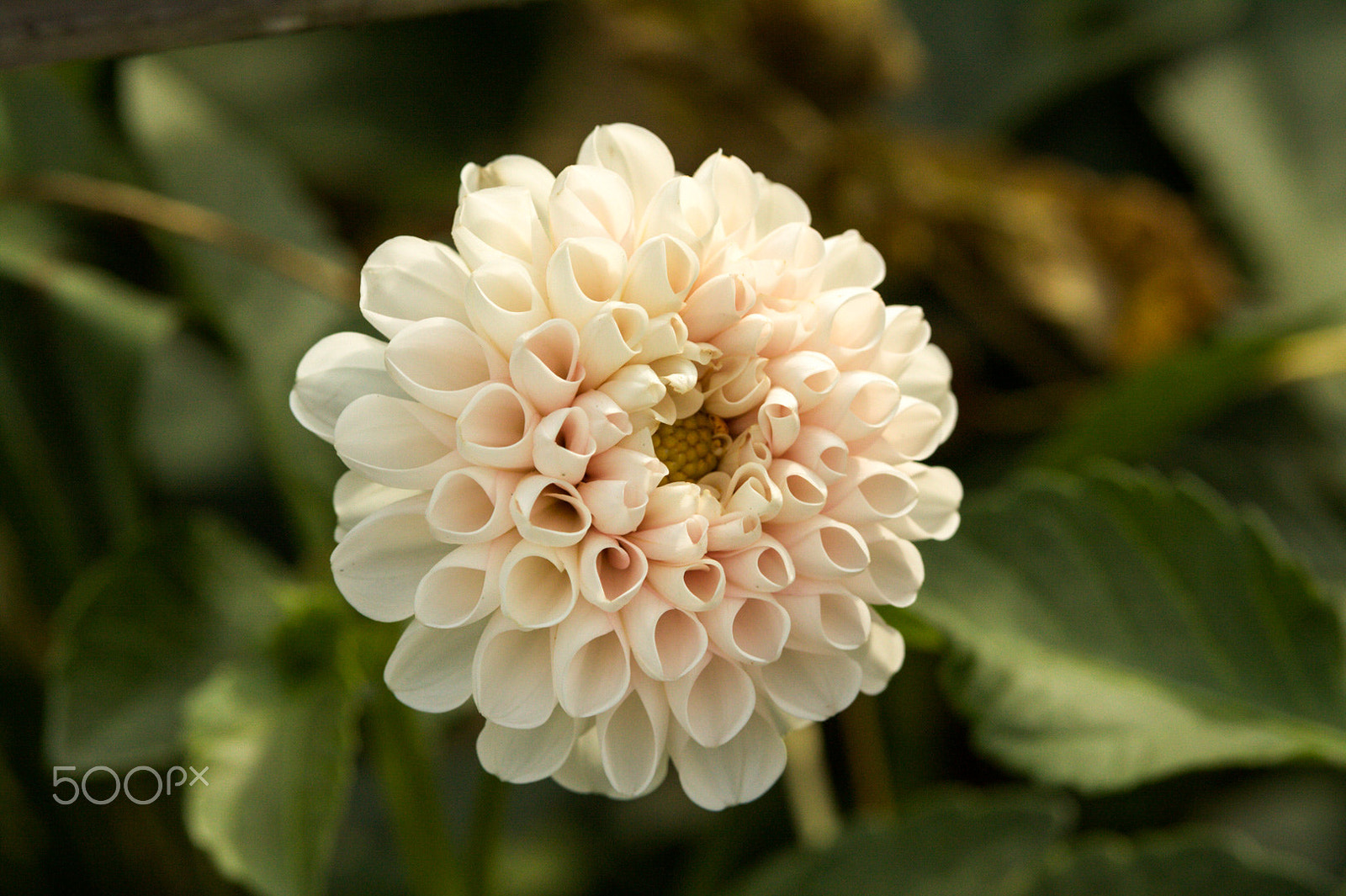 Canon EOS 50D sample photo. White flower photography