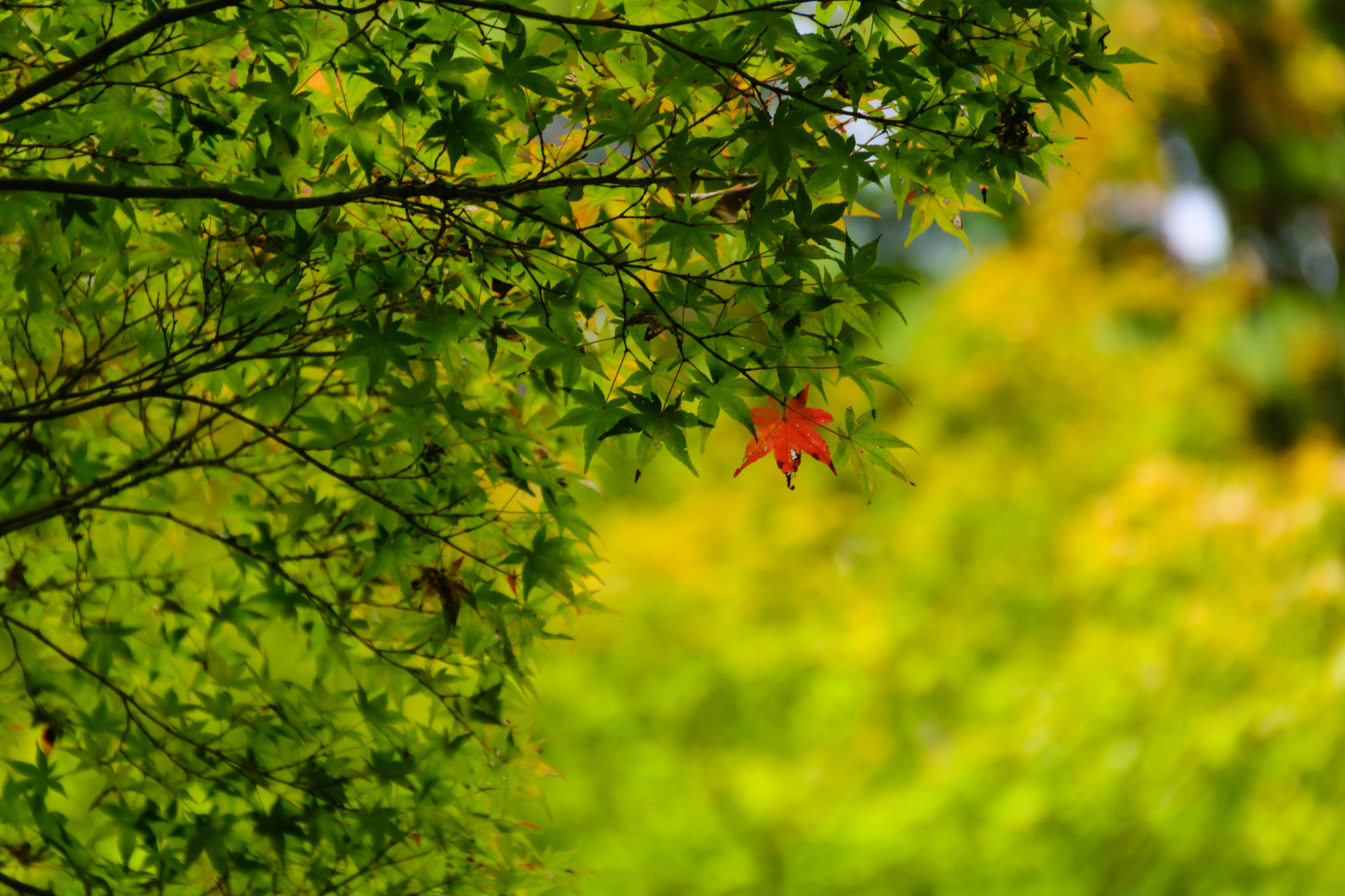 Nikon D5200 + Sigma 18-200mm F3.5-6.3 II DC OS HSM sample photo. 紅一点 photography