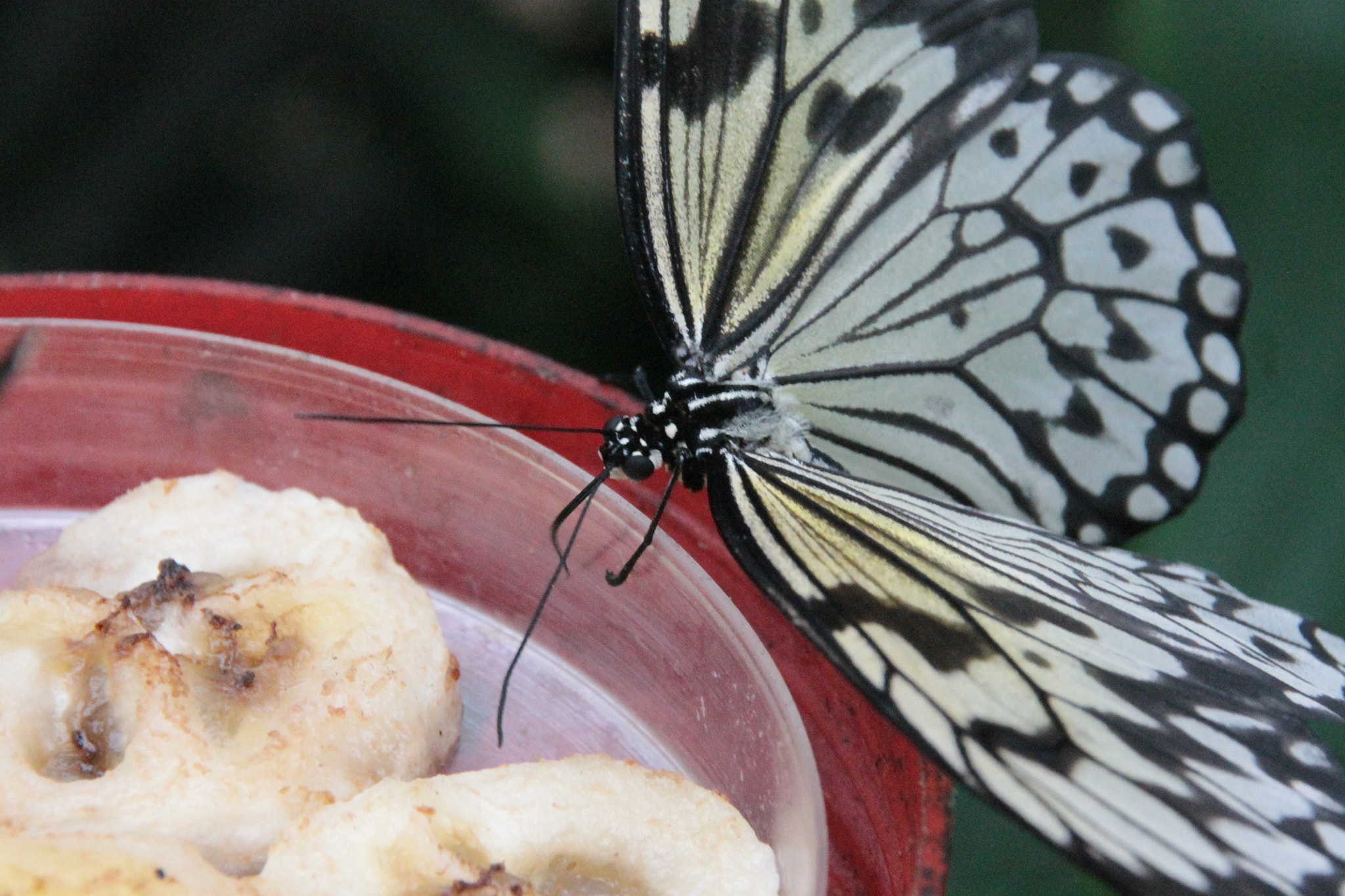 Sigma 18-250mm F3.5-6.3 DC OS HSM sample photo. Img photography