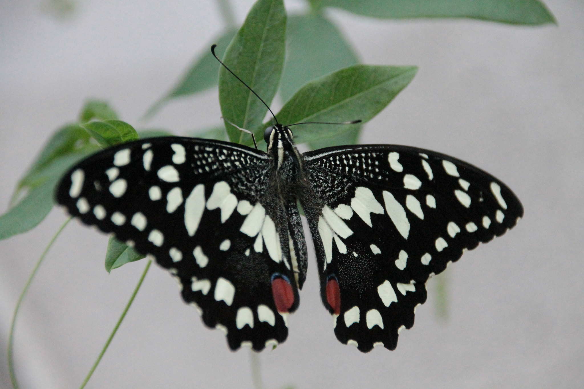 Sigma 18-250mm F3.5-6.3 DC OS HSM sample photo. Img photography