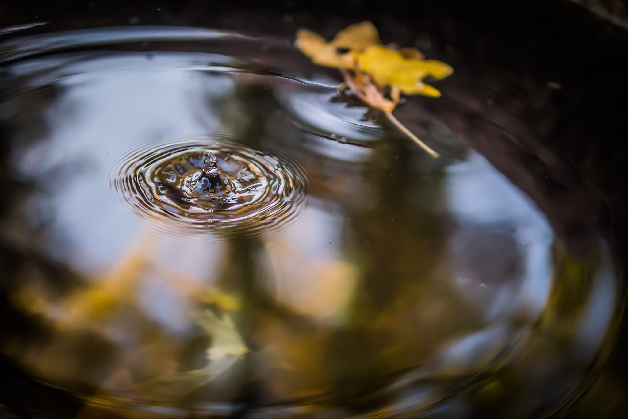 Panasonic Lumix DMC-GX8 + Panasonic Leica DG Summilux 25mm F1.4 II ASPH sample photo. Cemetery leaf v2 photography