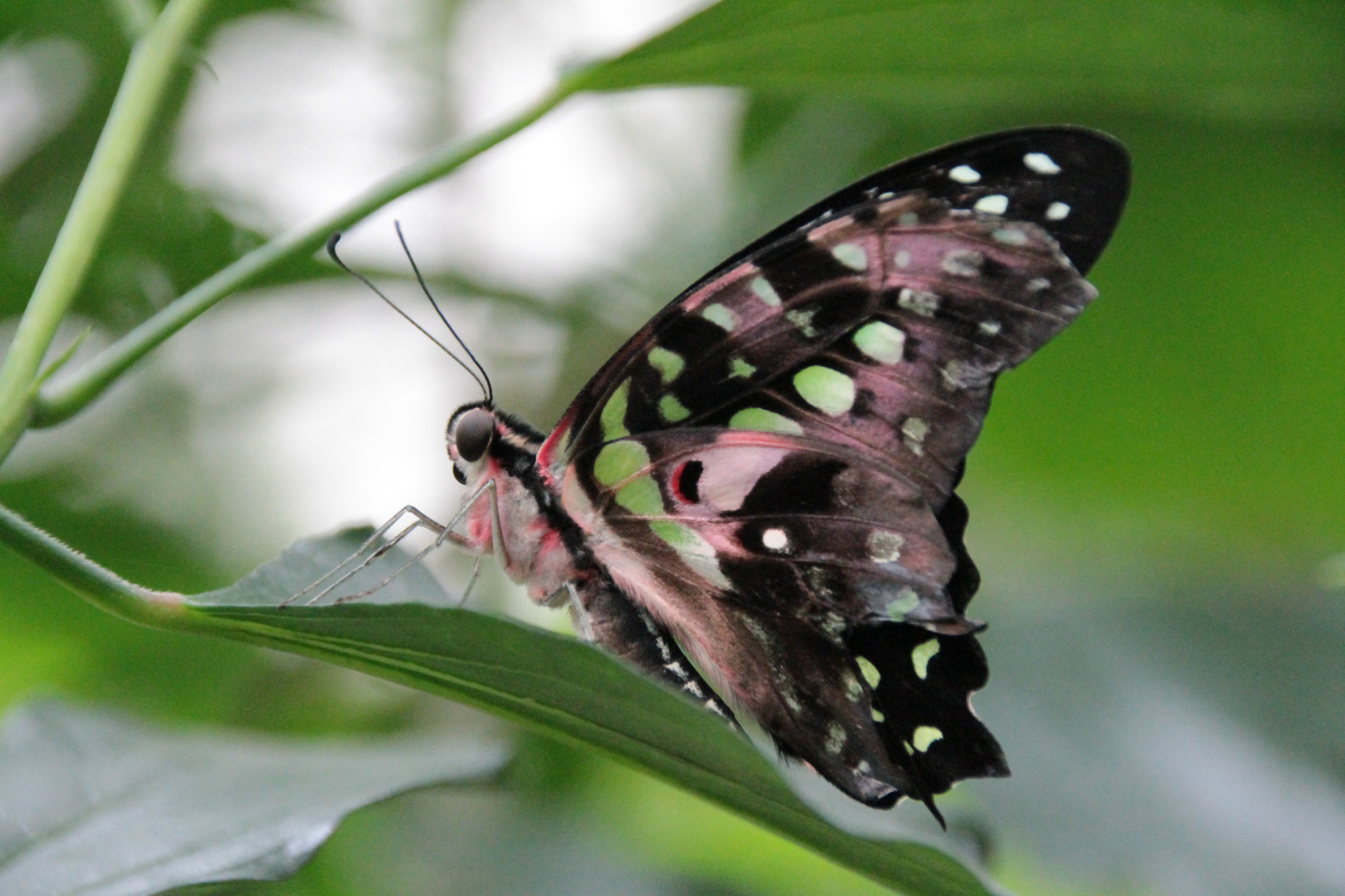 Sigma 18-250mm F3.5-6.3 DC OS HSM sample photo. Img photography