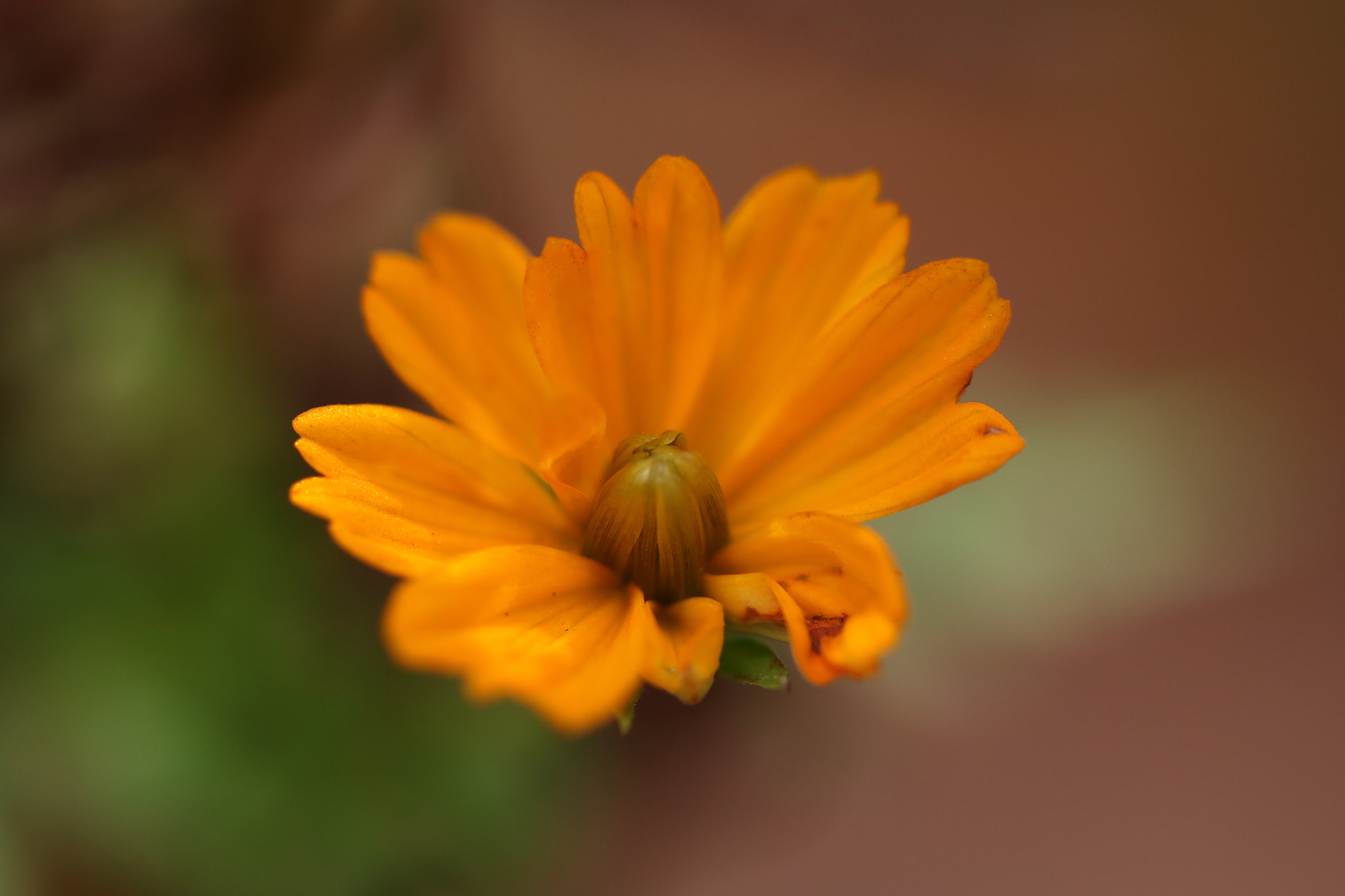 Canon EOS 750D (EOS Rebel T6i / EOS Kiss X8i) sample photo. Last fall flower? photography